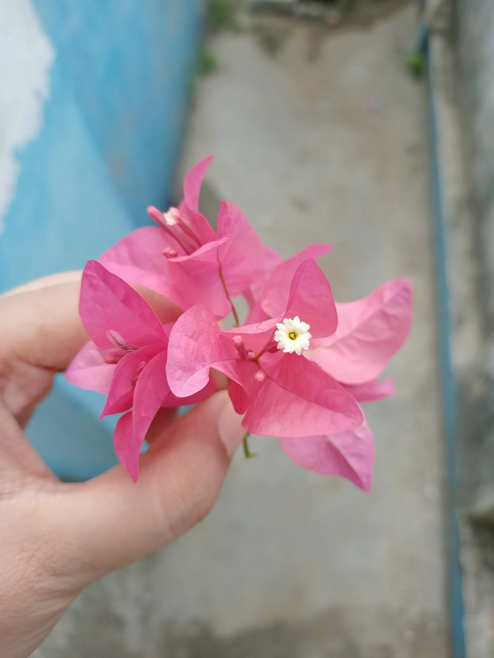 Bougainvillea (Bougainvillea X Buttiana) — sun-loving vine known for its prolific; enveloping the landscape in a mosaic of rich tones, image 39