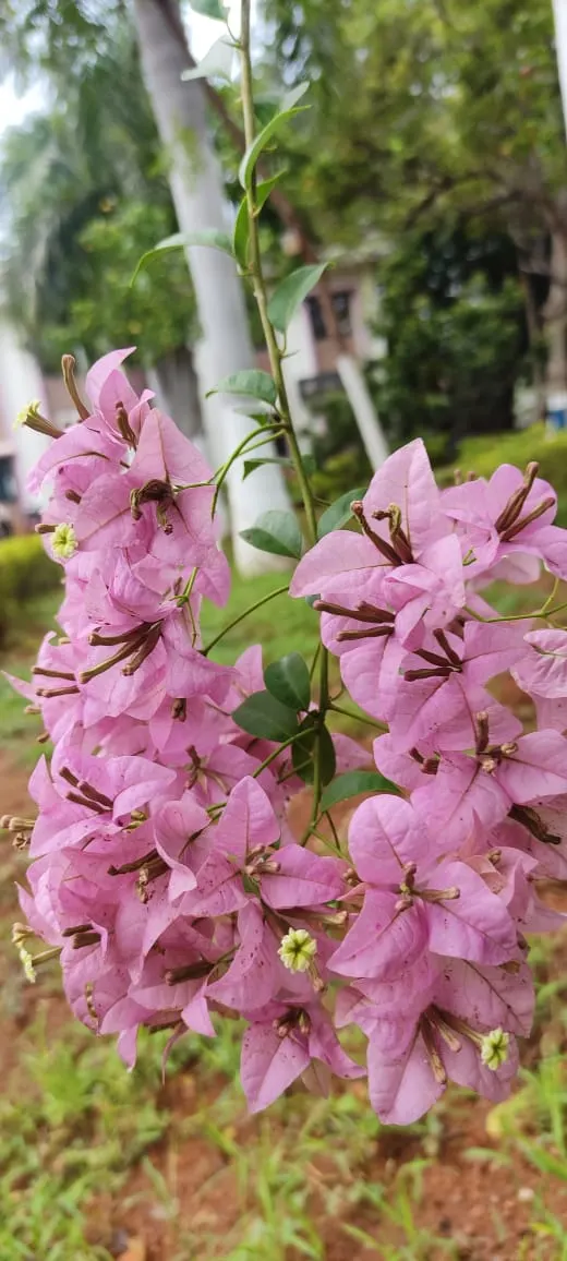 Bougainvillea (Bougainvillea X Buttiana) — commonly referred to as Bougainvillea