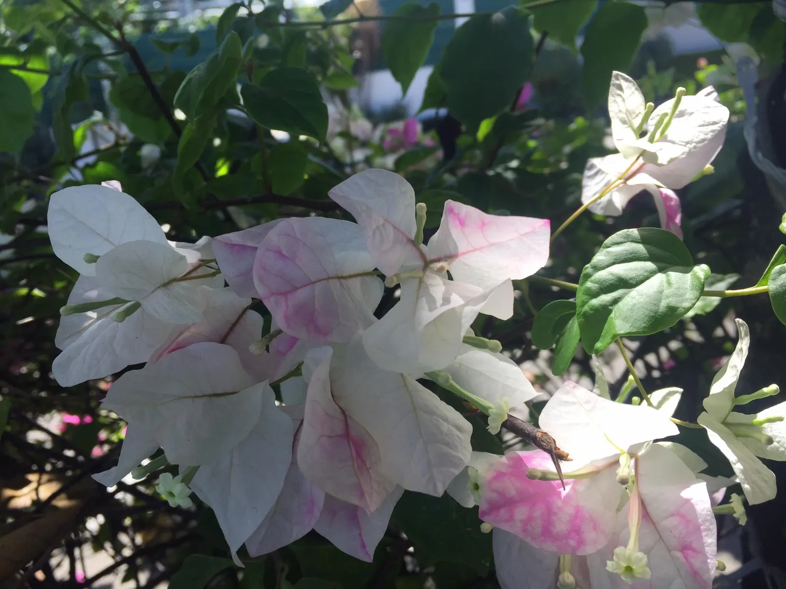 Bougainvillea (Bougainvillea X Buttiana) — with a spread of about 5 to 8 feet; hardy in USDA zones 9 to 11, it can climb 15-40 feet and spread 5-8, image 69