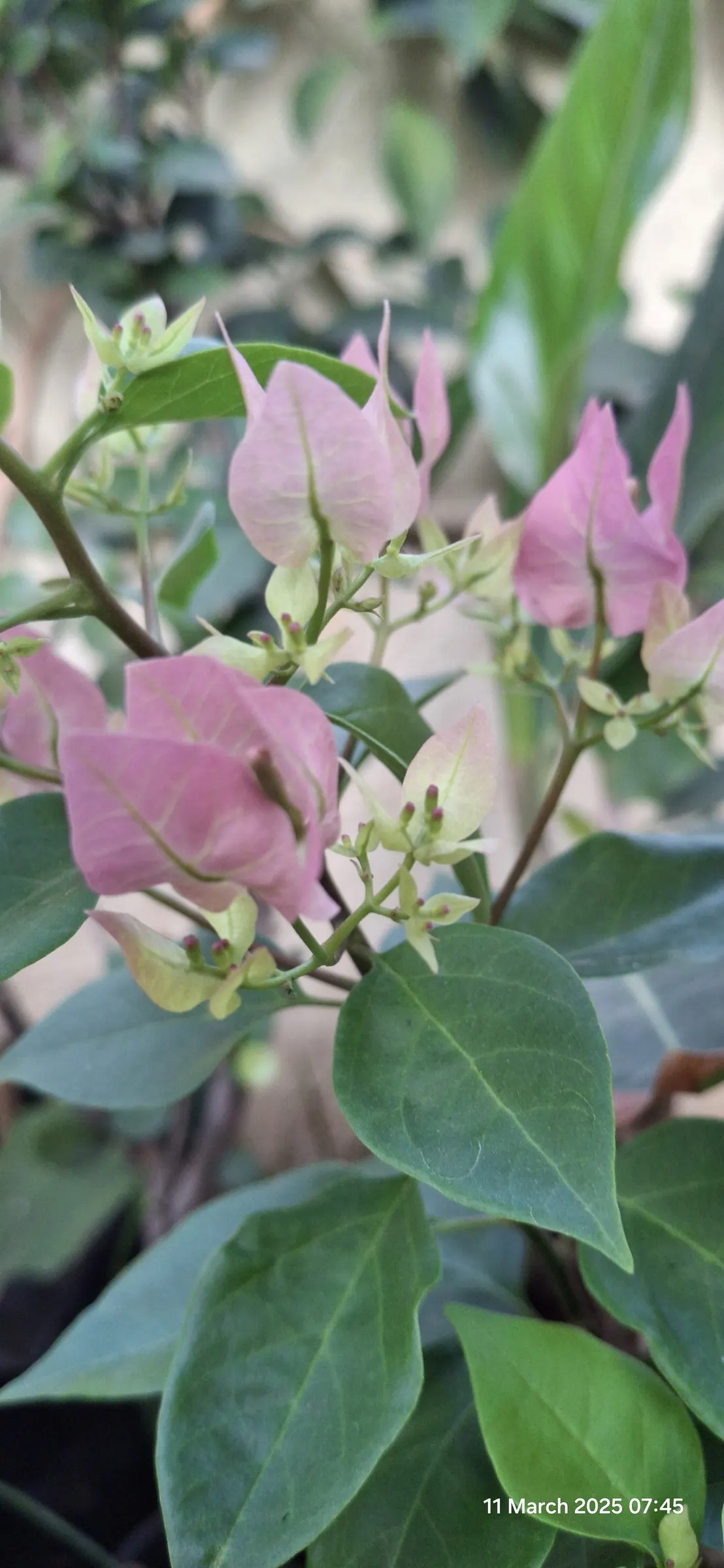Bougainvillea (Bougainvillea X Buttiana) — Ideal for trellises, it needs minimal water once established, offering low-maintenance, year-round, image 101