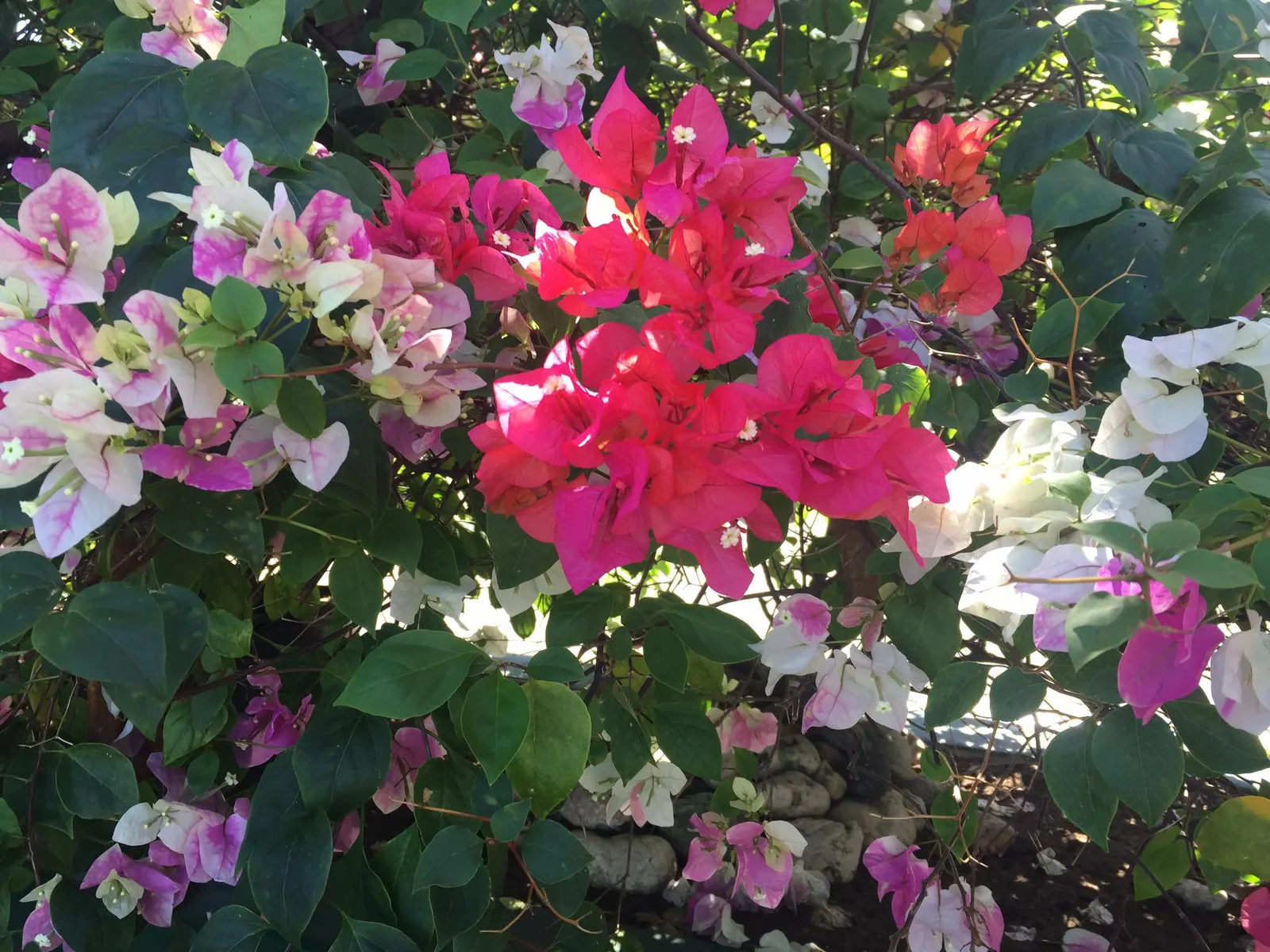 Bougainvillea (Bougainvillea X Buttiana) — Hardy in USDA zones 9 to 11, it can climb 15-40 feet and spread 5-8 feet wide, requiring well-drained, image 62