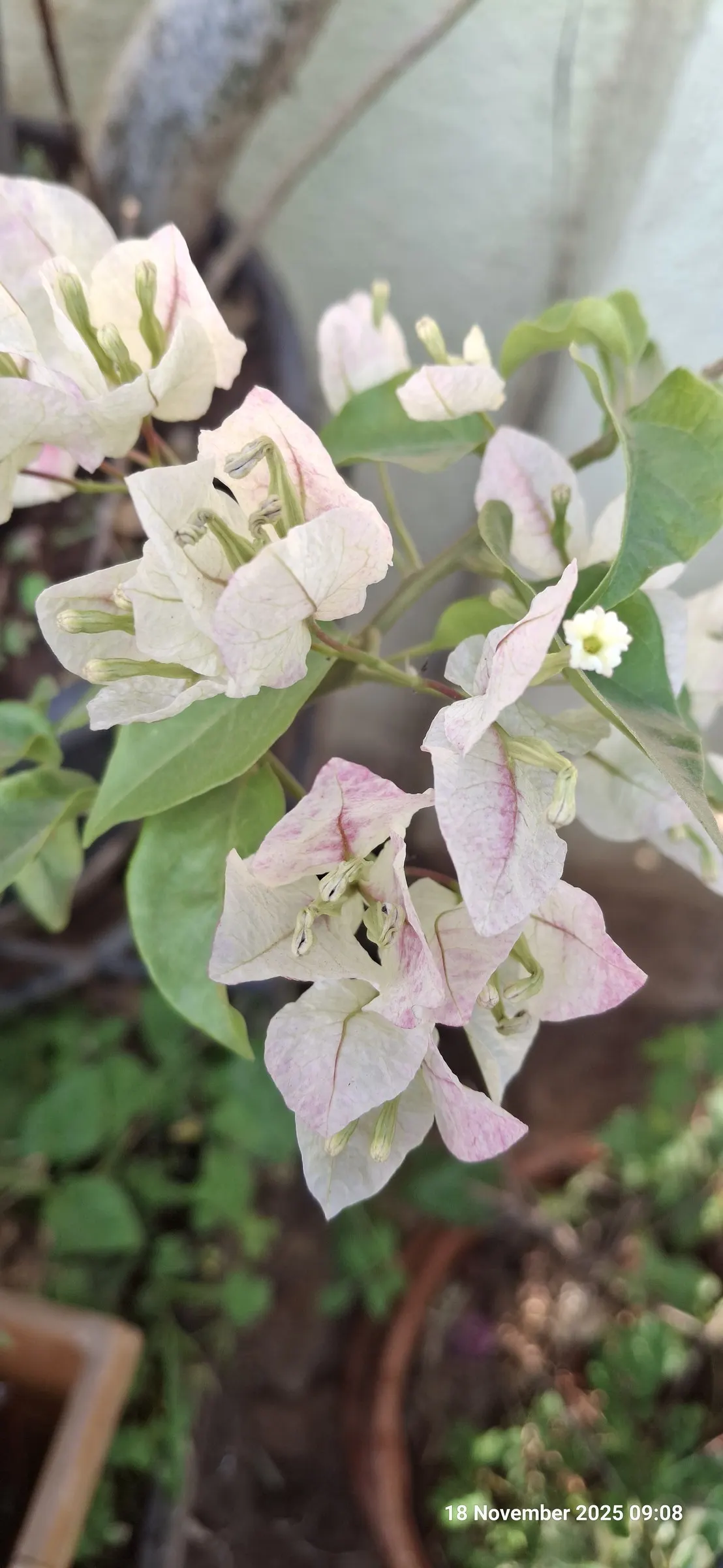 Bougainvillea (Bougainvillea X Buttiana) — These colorful accents range in hues from purple to red; vine with pink blooms, image 60