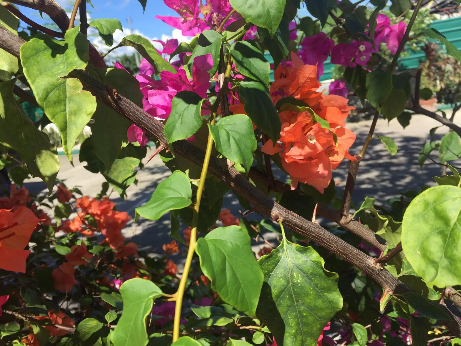 Bougainvillea (Bougainvillea X Buttiana) — enveloping the landscape in a mosaic of rich tones; ideal for trellises, it needs minimal water once, image 42