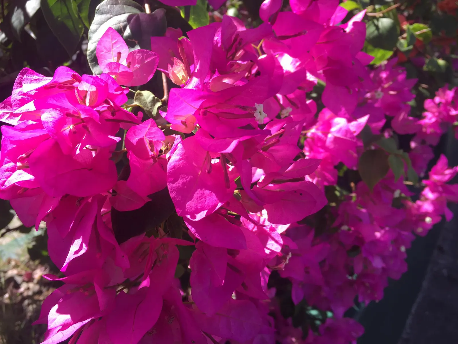 Bougainvillea (Bougainvillea X Buttiana) — vine with pink blooms; making it an excellent choice for any warm-climate landscape design
