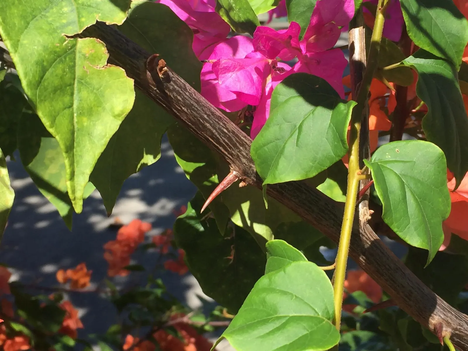 Bougainvillea (Bougainvillea X Buttiana) — Ideal for trellises, it needs minimal water once established, offering low-maintenance, year-round color; sun-loving