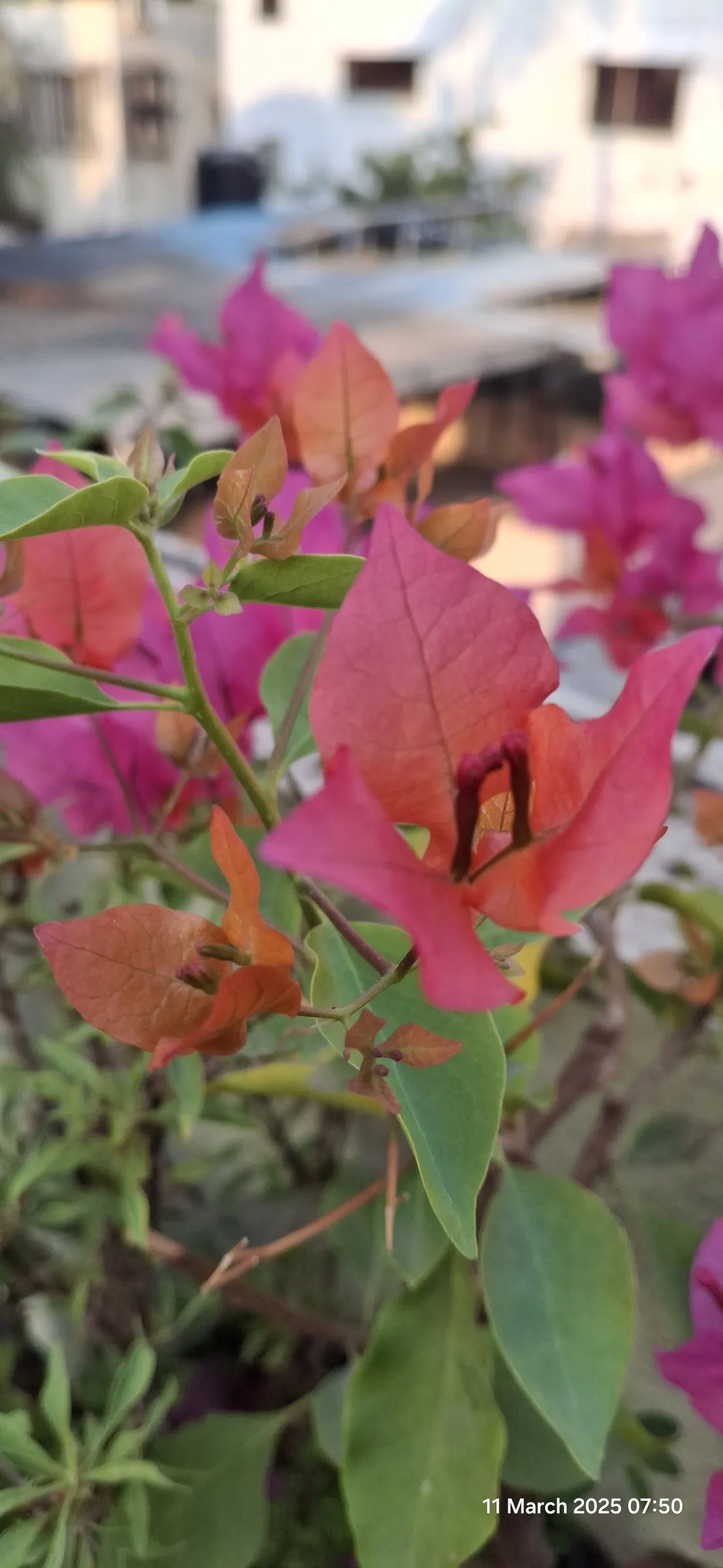 Bougainvillea (Bougainvillea X Buttiana) — pink flowers in the garden; showy bracts often mistaken for flowers, image 55