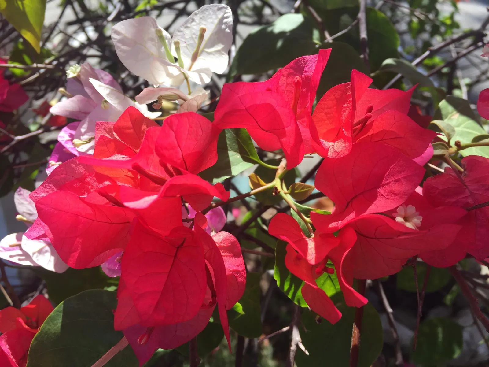 Bougainvillea (Bougainvillea X Buttiana) — Hardy in USDA zones 9 to 11, it can climb 15-40 feet and spread 5-8 feet wide, requiring well-drained, image 43