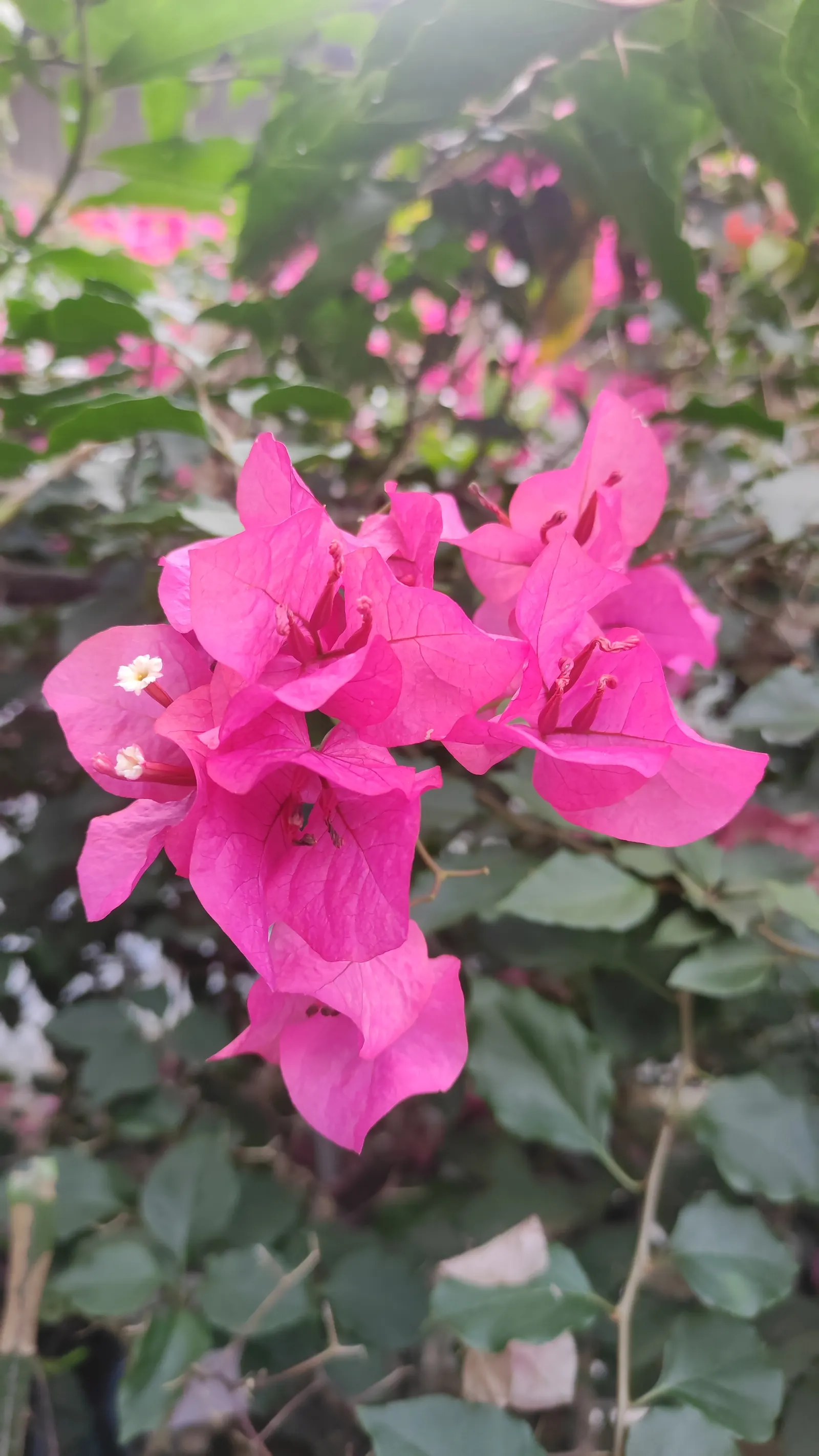 Bougainvillea (Bougainvillea X Buttiana) — Hardy in USDA zones 9 to 11, it can climb 15-40 feet and spread 5-8 feet wide, requiring well-drained, image 81