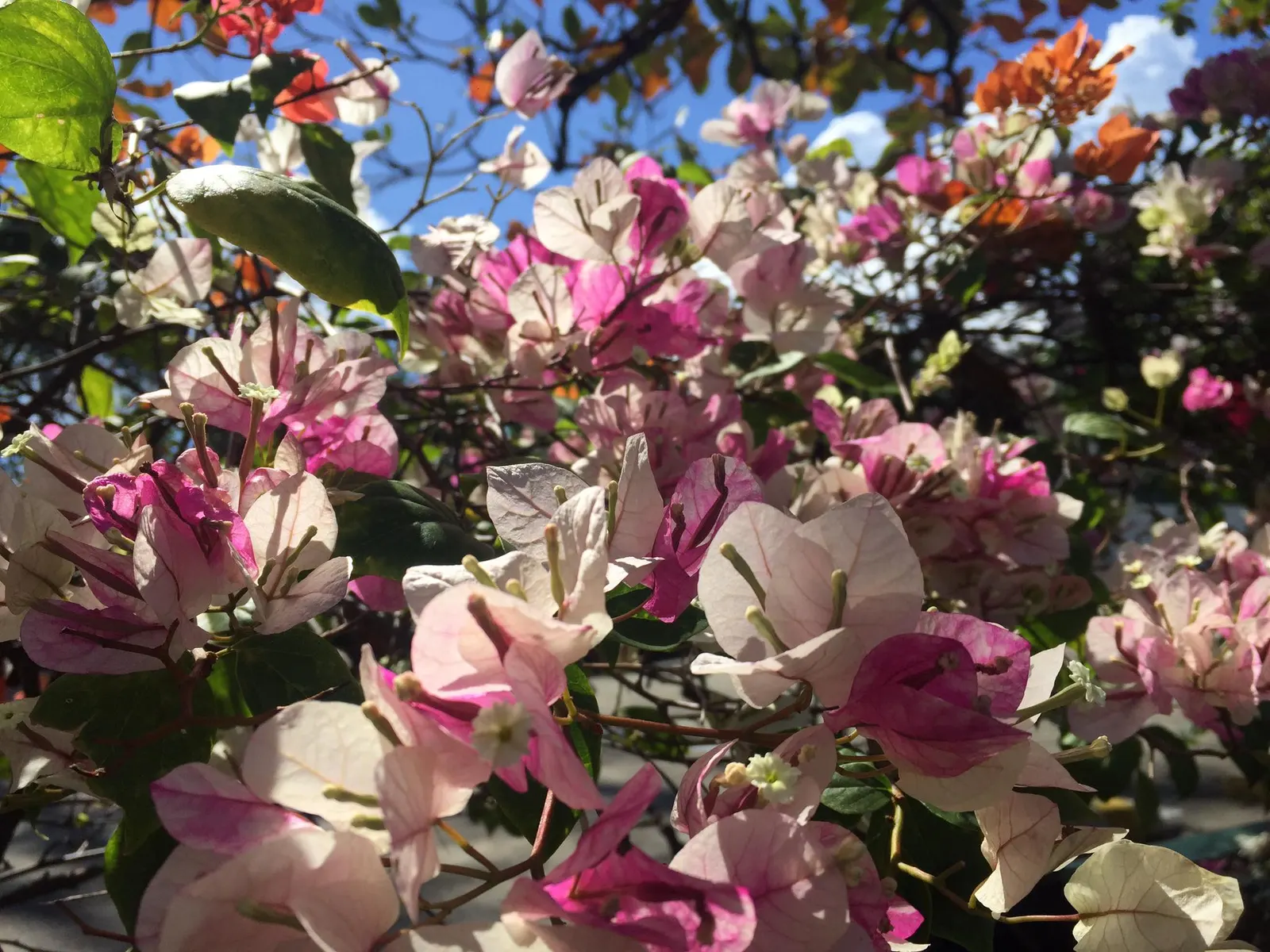 Bougainvillea (Bougainvillea X Buttiana) — showy bracts often mistaken for flowers; the Bougainvillea can reach heights of up to 15 to 40 feet, image 59