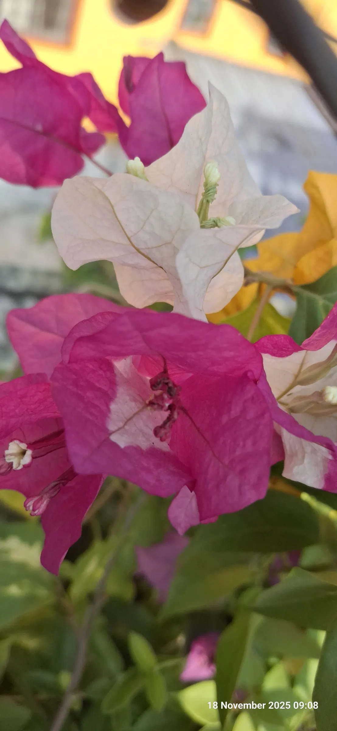 Bougainvillea (Bougainvillea X Buttiana) — the Bougainvillea can reach heights of up to 15 to 40 feet; pink flowers in the garden