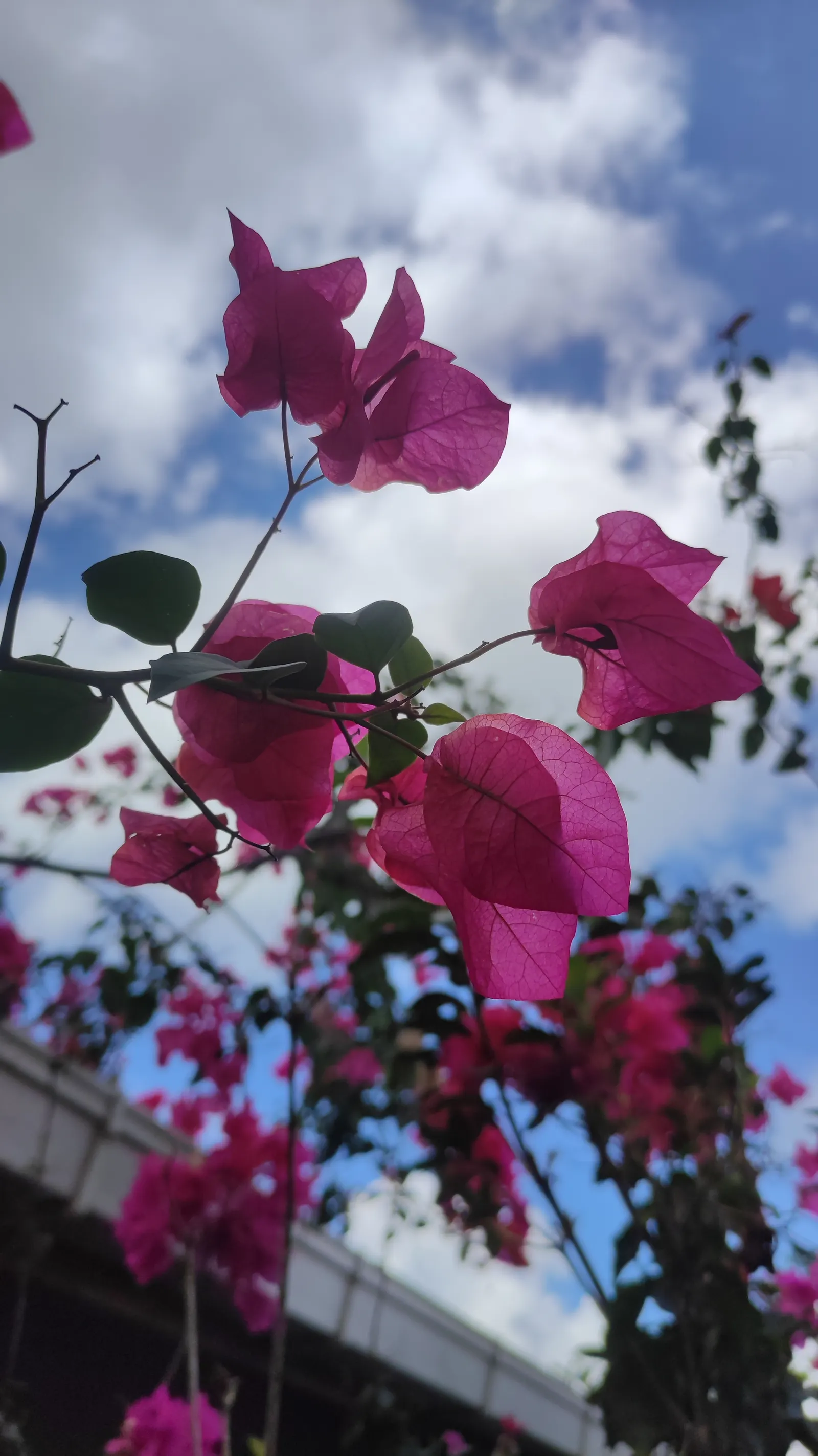 Bougainvillea (Bougainvillea X Buttiana) — vine with pink blooms; making it an excellent choice for any warm-climate landscape design, image 75
