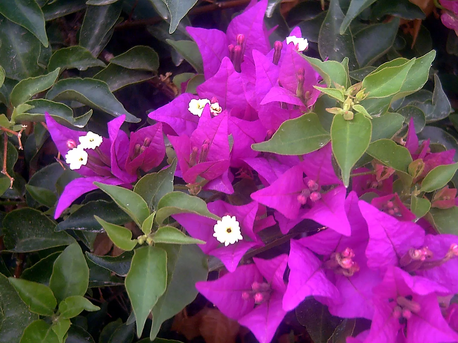 Bougainvillea (Bougainvillea X Buttiana) — with a spread of about 5 to 8 feet; hardy in USDA zones 9 to 11, it can climb 15-40 feet and spread 5-8, image 88