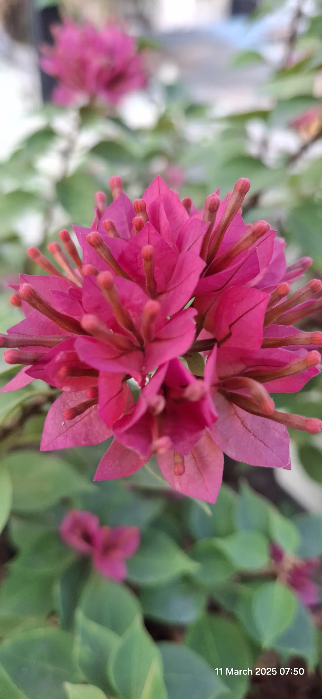 Bougainvillea (Bougainvillea X Buttiana) — It requires full sun exposure, at least 6 hours a day, to achieve optimal flowering; with a spread of, image 89