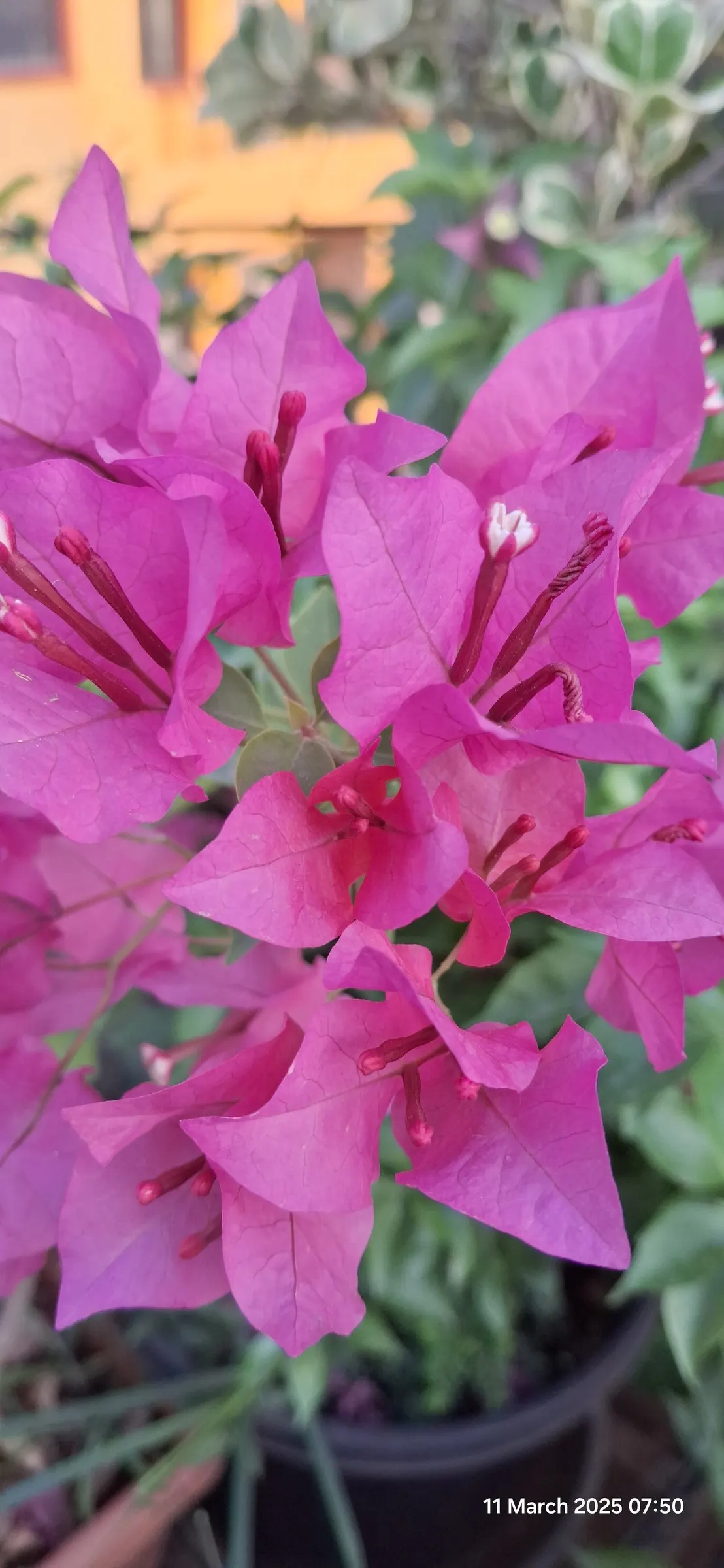 Bougainvillea (Bougainvillea X Buttiana) — Characterized by its vigorous, image 86