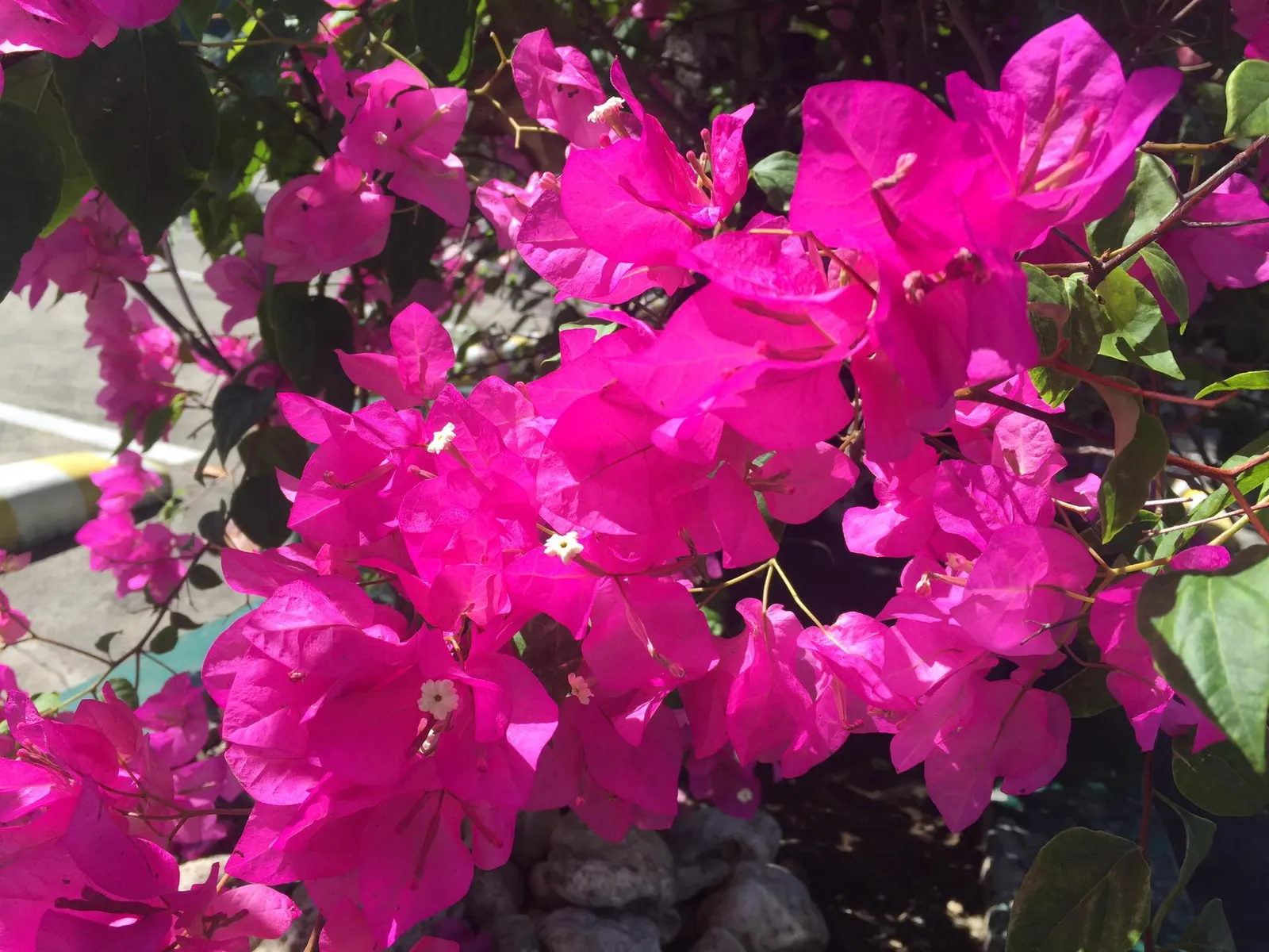 Bougainvillea (Bougainvillea X Buttiana) — vine with pink blooms