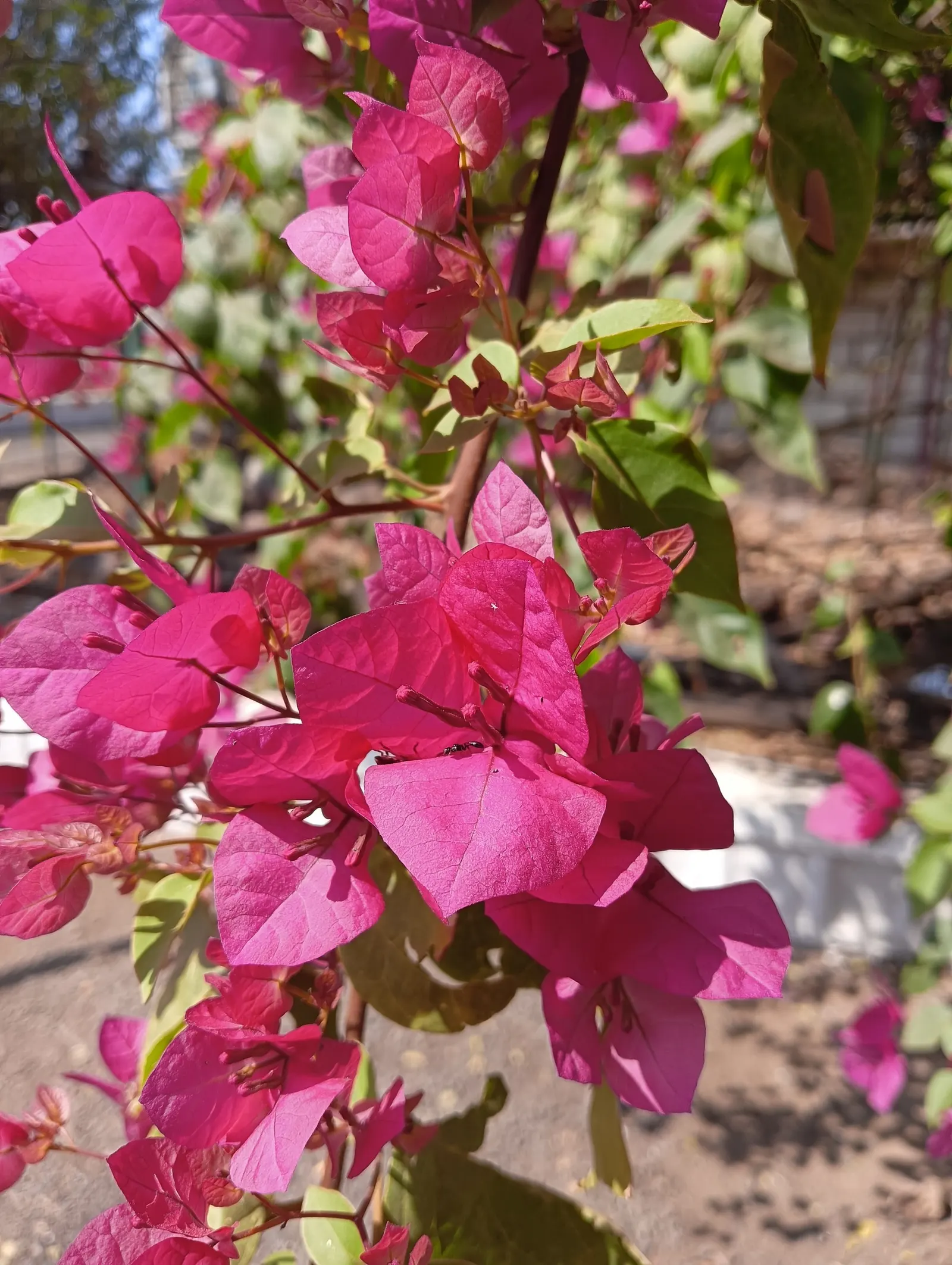 Bougainvillea (Bougainvillea X Buttiana) — Pruning is essential to maintain desired shape and size, encourage new blooms, and prevent overgrowth