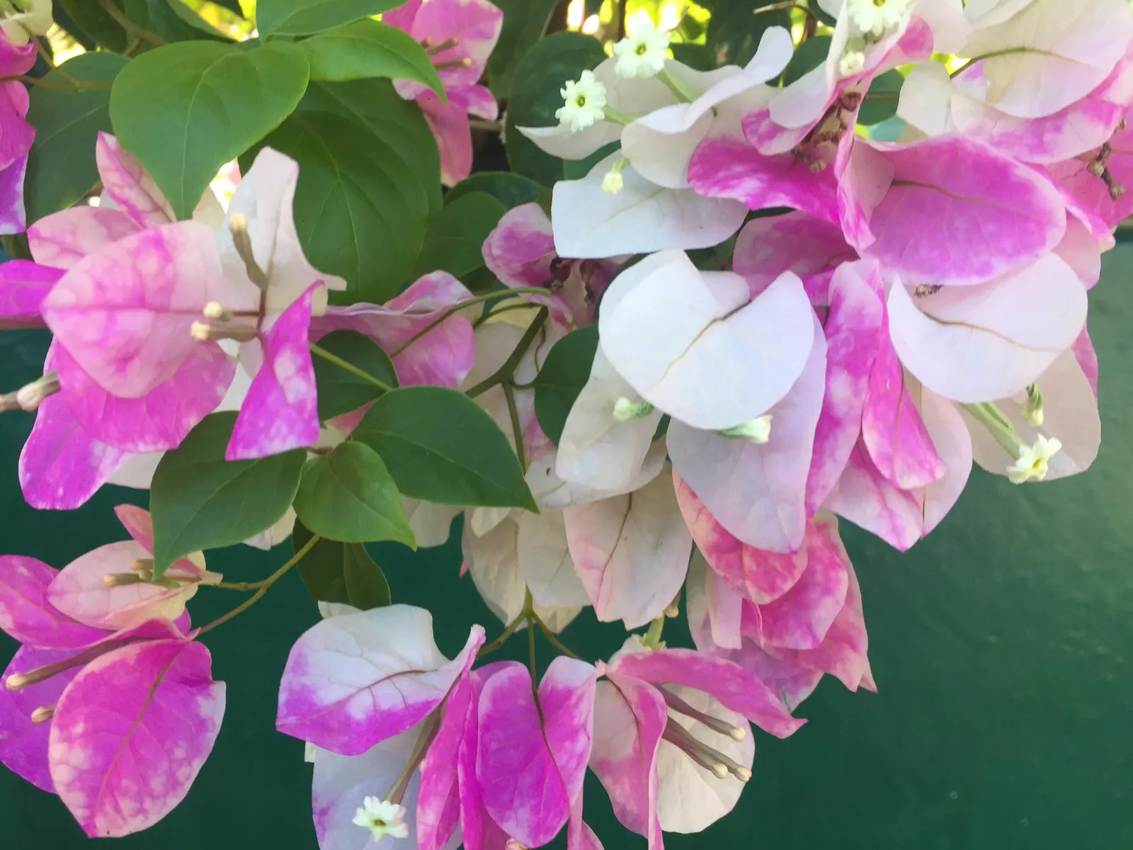 Bougainvillea (Bougainvillea X Buttiana) — showy bracts often mistaken for flowers; the Bougainvillea can reach heights of up to 15 to 40 feet