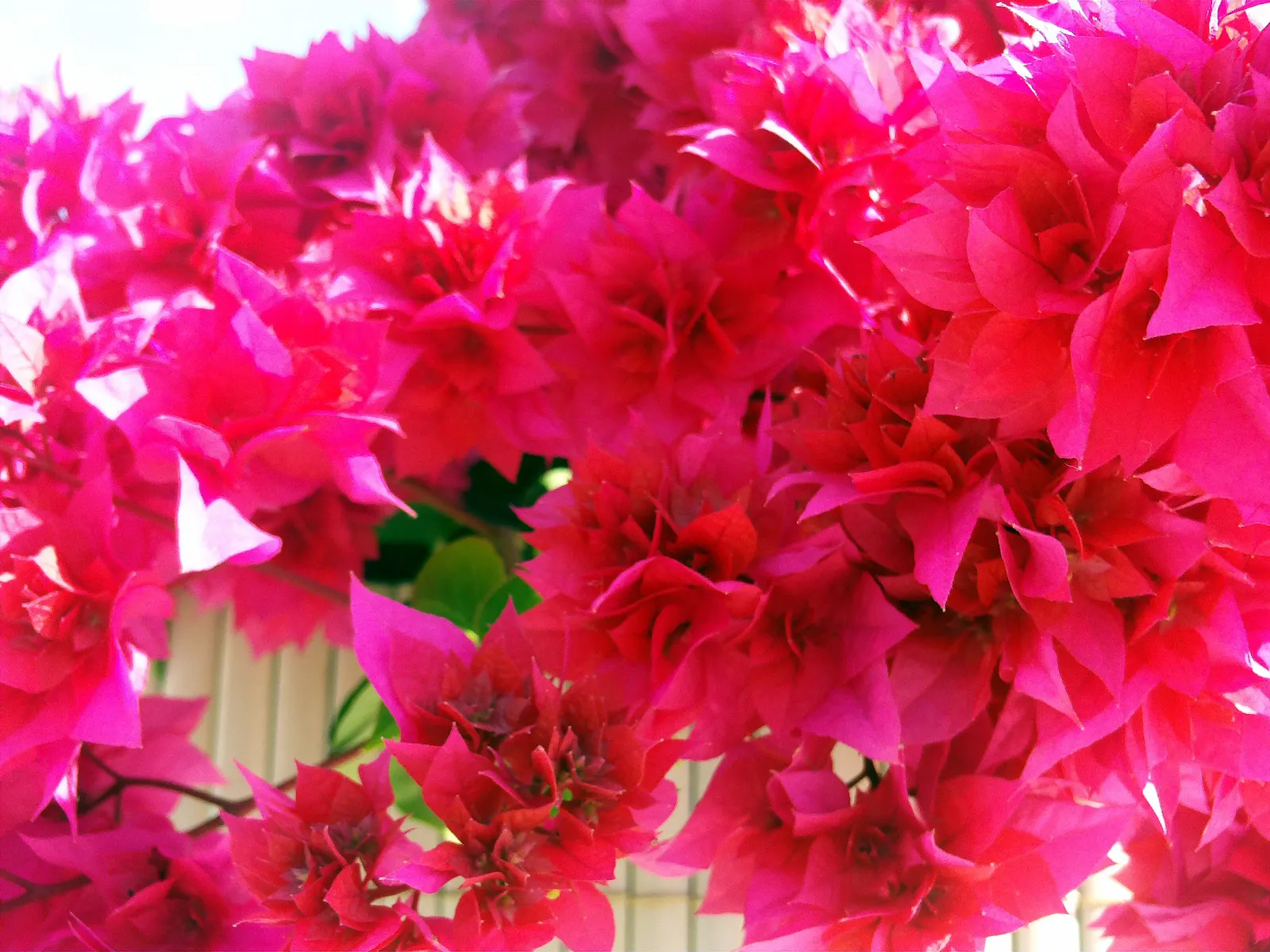 Bougainvillea (Bougainvillea X Buttiana) — though regular watering during dry periods will promote healthier growth and flowering; vine for full, image 109