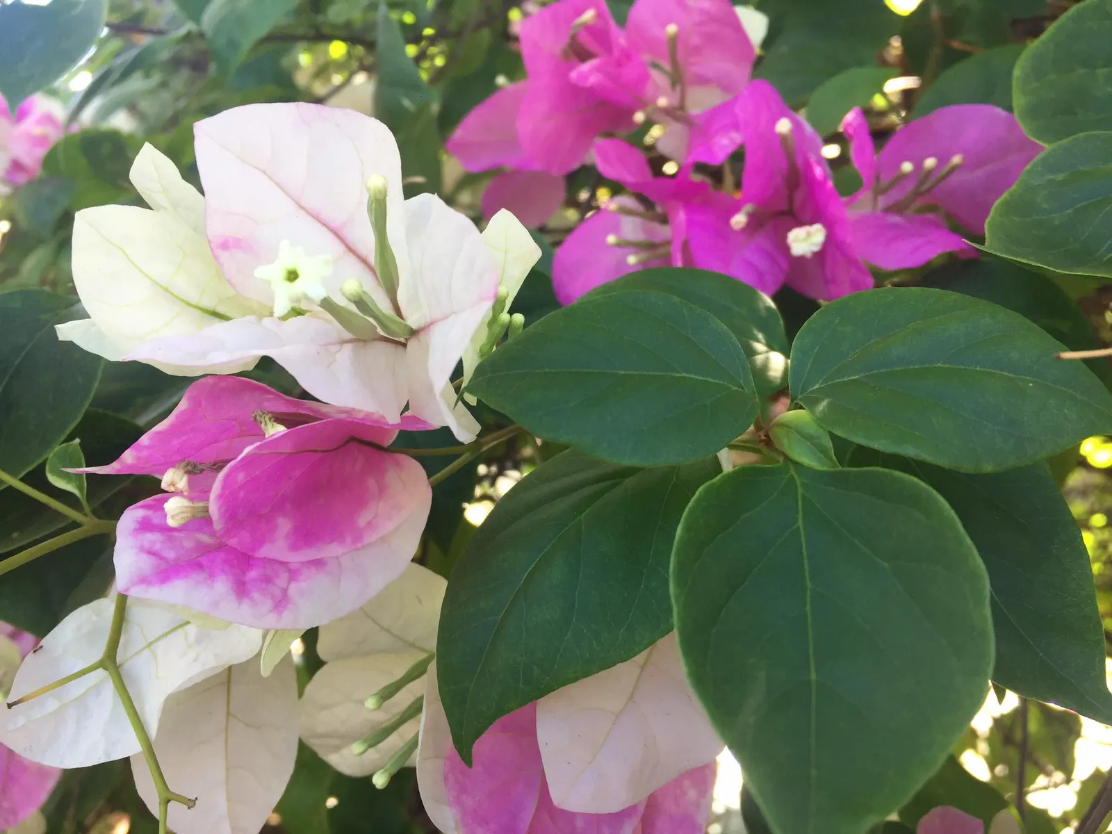Bougainvillea (Bougainvillea X Buttiana) — Hardy in USDA zones 9 to 11, it can climb 15-40 feet and spread 5-8 feet wide, requiring well-drained, image 100