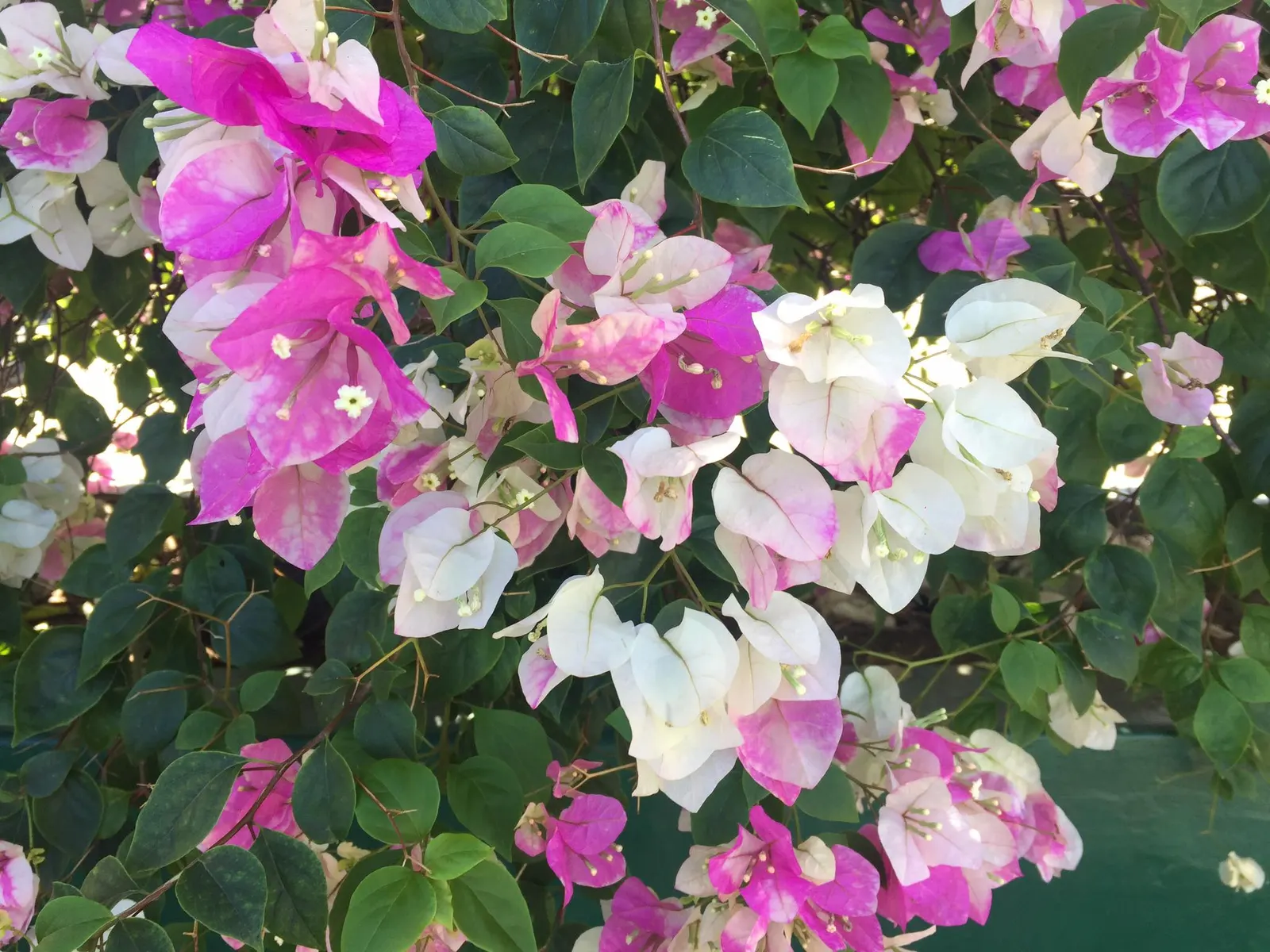 Bougainvillea (Bougainvillea X Buttiana) — with a spread of about 5 to 8 feet; hardy in USDA zones 9 to 11, it can climb 15-40 feet and spread 5-8 feet wide