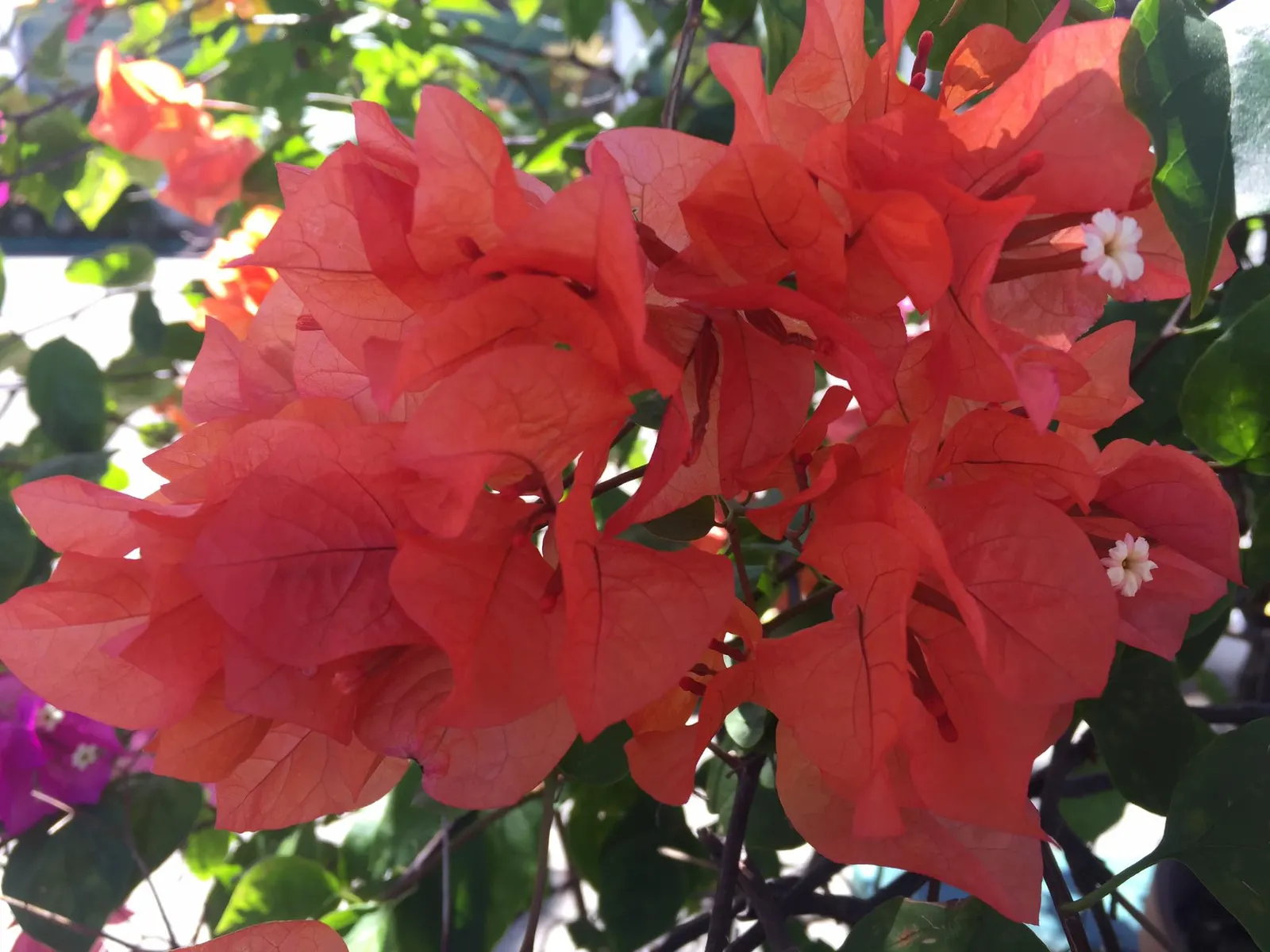 Bougainvillea (Bougainvillea X Buttiana) — showy bracts often mistaken for flowers