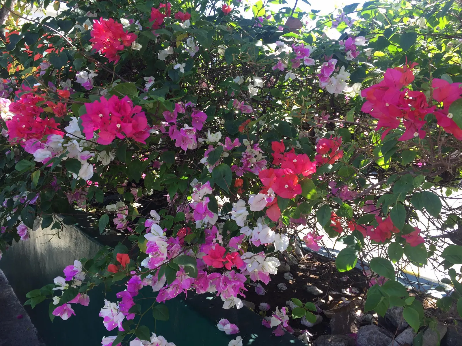 Bougainvillea (Bougainvillea X Buttiana) — Pruning is essential to maintain desired shape and size, encourage new blooms, and prevent overgrowth, image 54