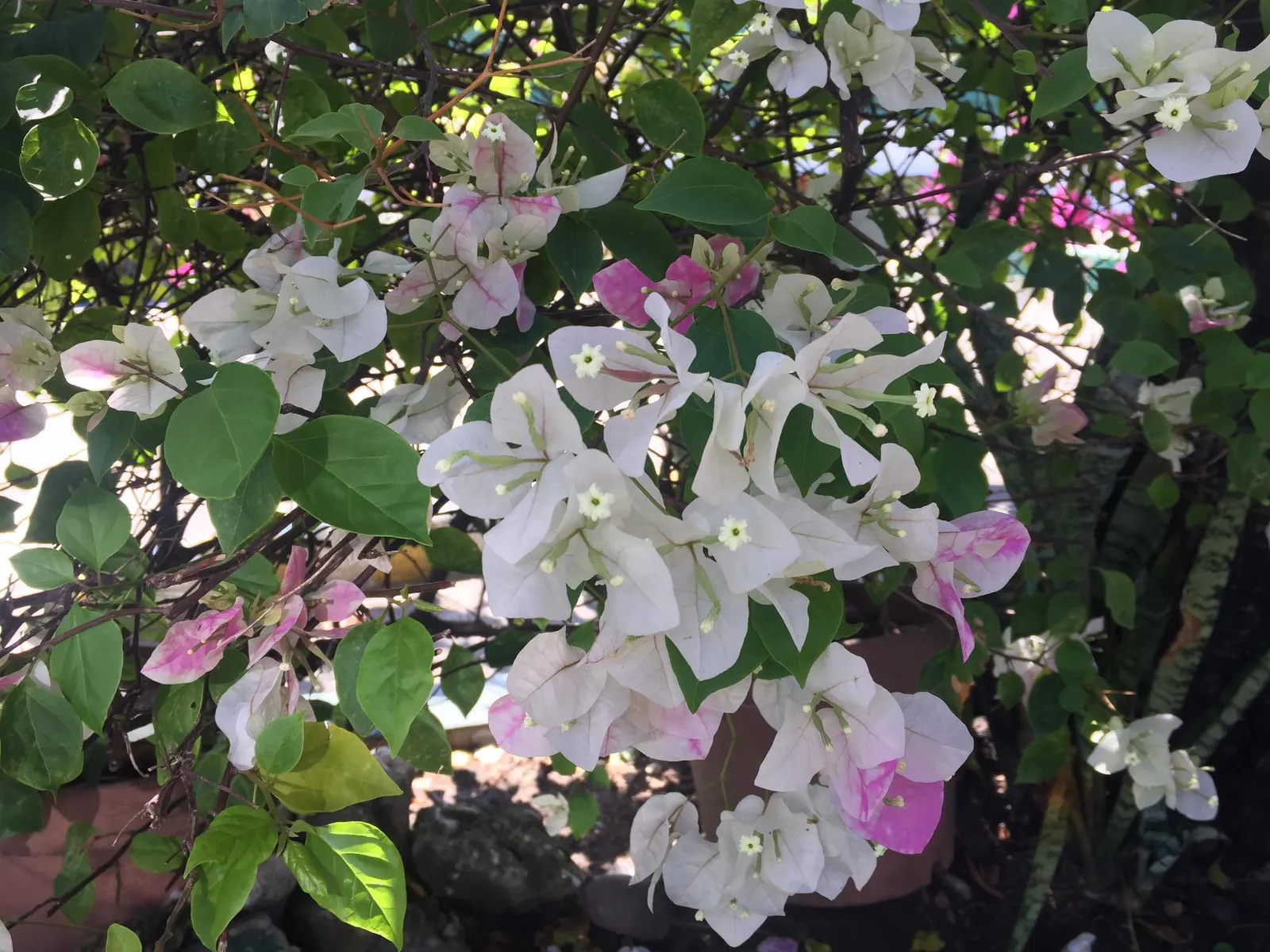 Bougainvillea (Bougainvillea X Buttiana) — Characterized by its vigorous
