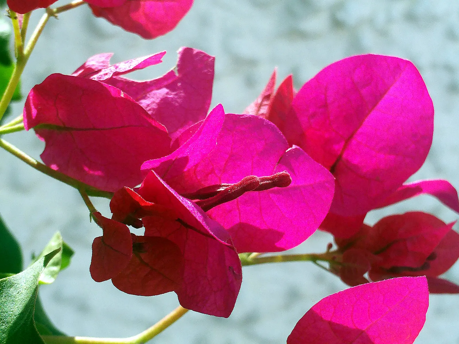 Bougainvillea (Bougainvillea X Buttiana) — the Bougainvillea can reach heights of up to 15 to 40 feet; pink flowers in the garden, image 68
