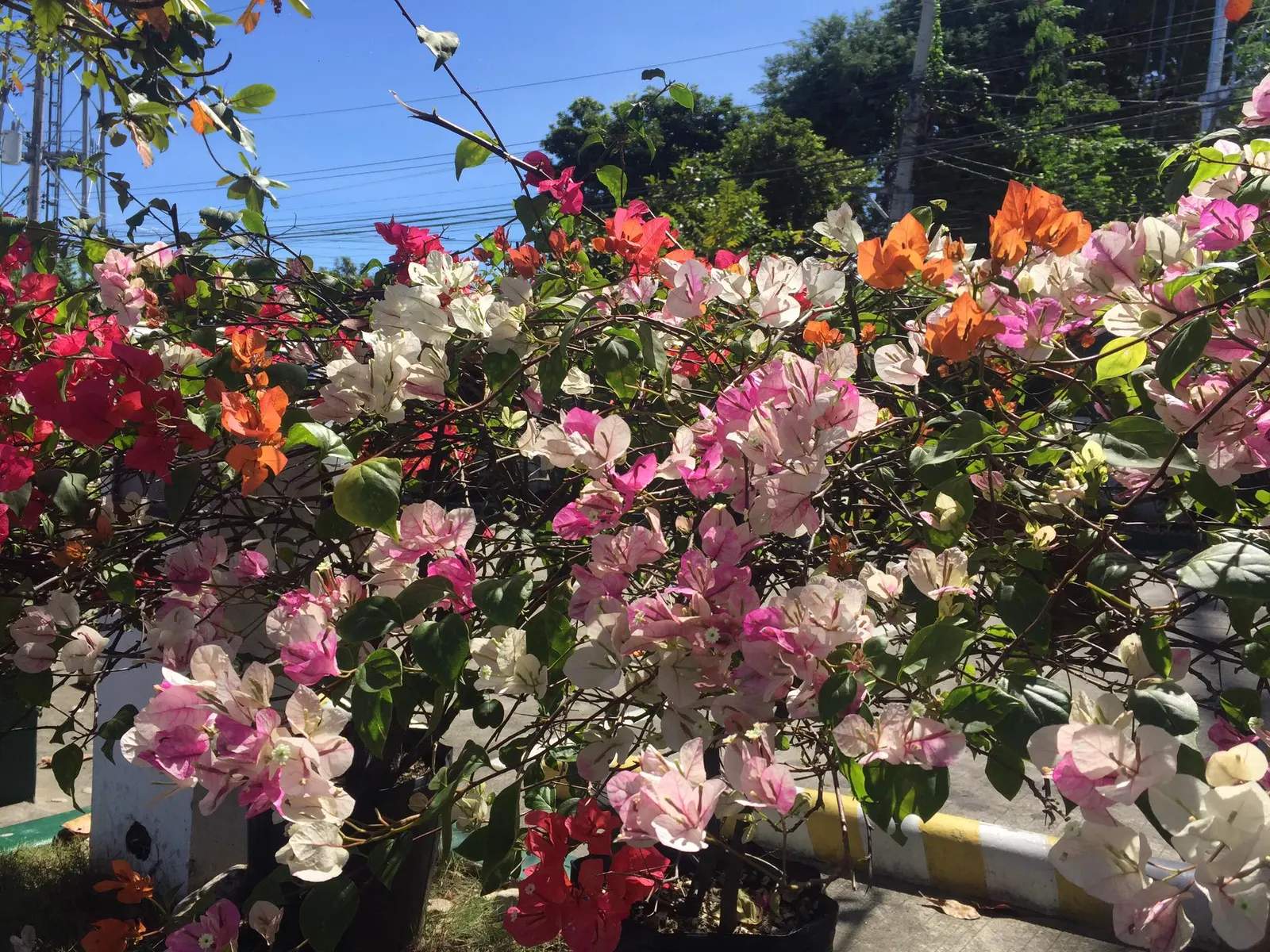 Bougainvillea (Bougainvillea X Buttiana) — It requires full sun exposure, at least 6 hours a day, to achieve optimal flowering; with a spread of, image 70