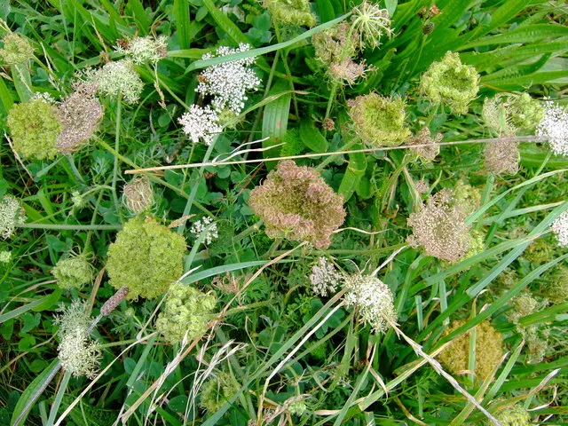 Carrot (Daucus Carota) — ideally with a pH between 6.0 and 6.8.<br><br>Carrots thrive in full sun