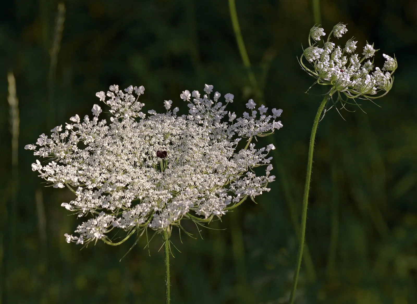 Carrot (Daucus Carota) — it is essential to provide well-draining soil with a deep; generally falling within 2 to 3 inches in diameter, image 126