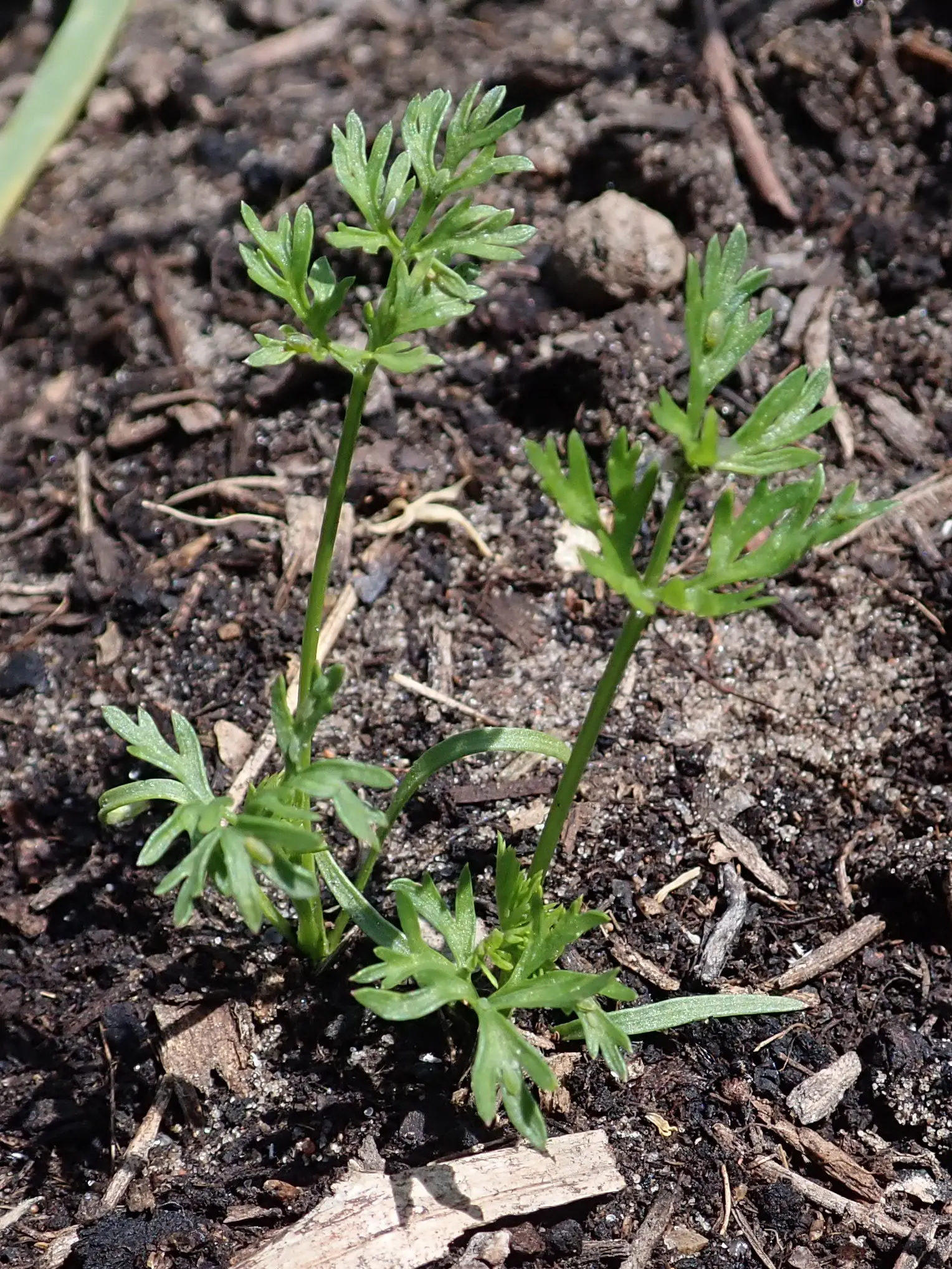 Carrot (Daucus Carota) — vegetable for full
