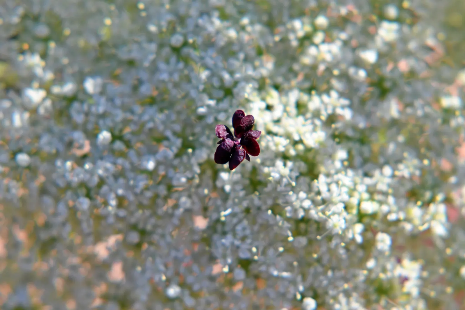 Carrot (Daucus Carota) — is a versatile and hardy biennial plant; loose structure to accommodate their growth, image 142