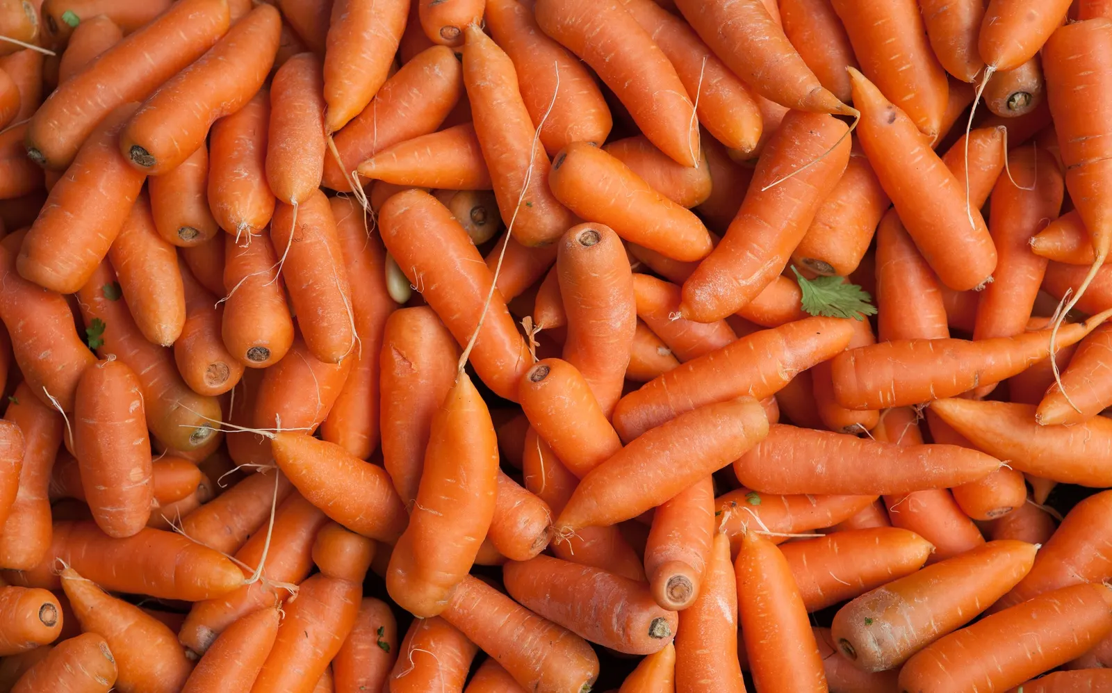 Carrot (Daucus Carota) — ideally with a pH between 6.0 and 6.8.<br><br>Carrots thrive in full sun; the feathery foliage reaches 12 inches high, image 101