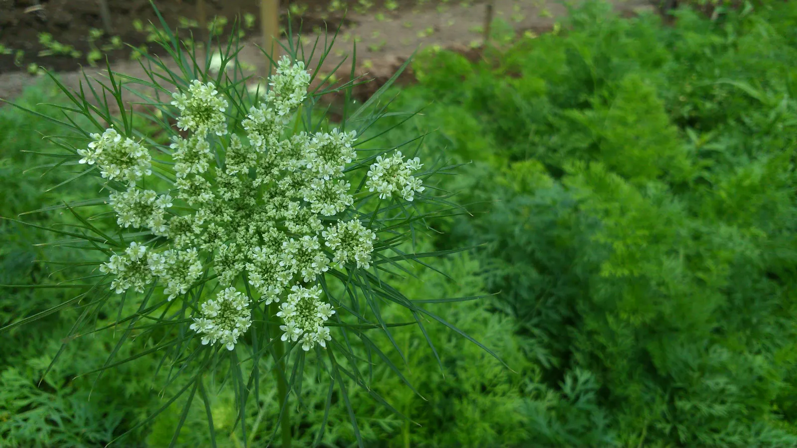 Carrot (Daucus Carota) — while the roots can grow up to 3 inches wide and 10 inches long; it is essential to provide well-draining soil with a deep, image 111
