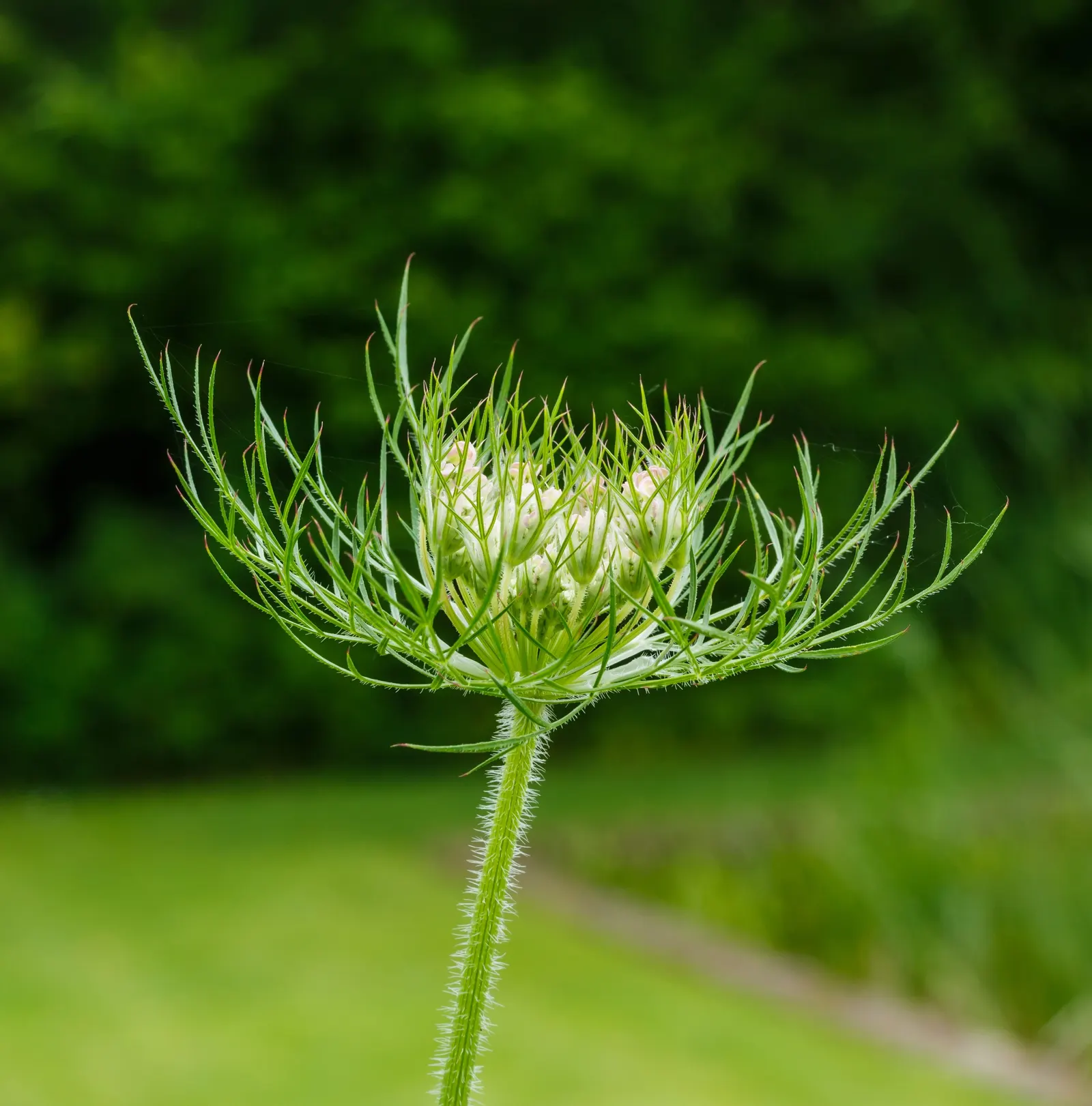 Carrot (Daucus Carota) — and can reach lengths of up to 12 to 14 inches