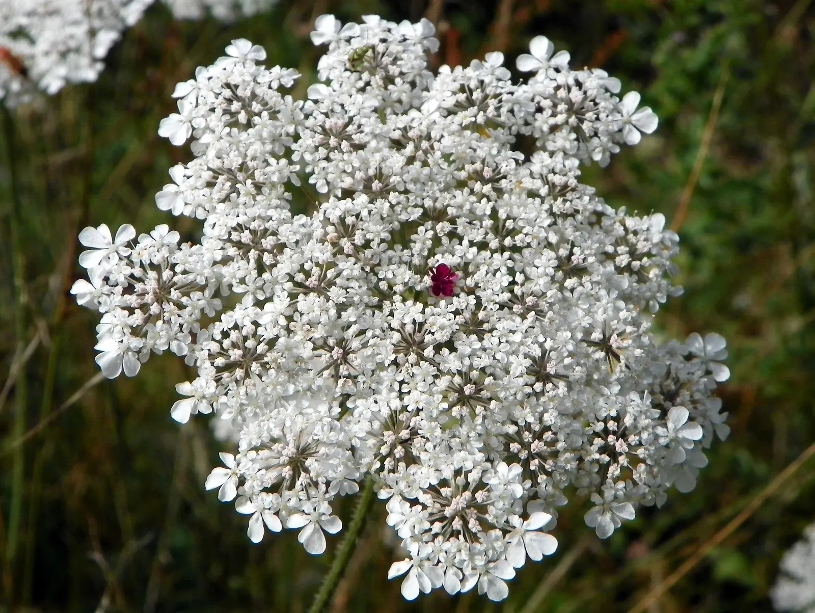 Carrot (Daucus Carota) — When designing for carrots; often grown as an annual in home gardens for its edible taproots, image 125