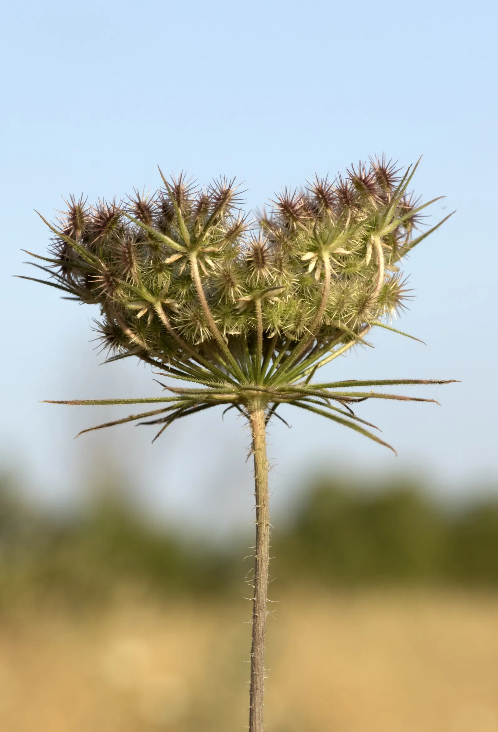 Carrot (Daucus Carota) — loose structure to accommodate their growth; but can tolerate partial shade
