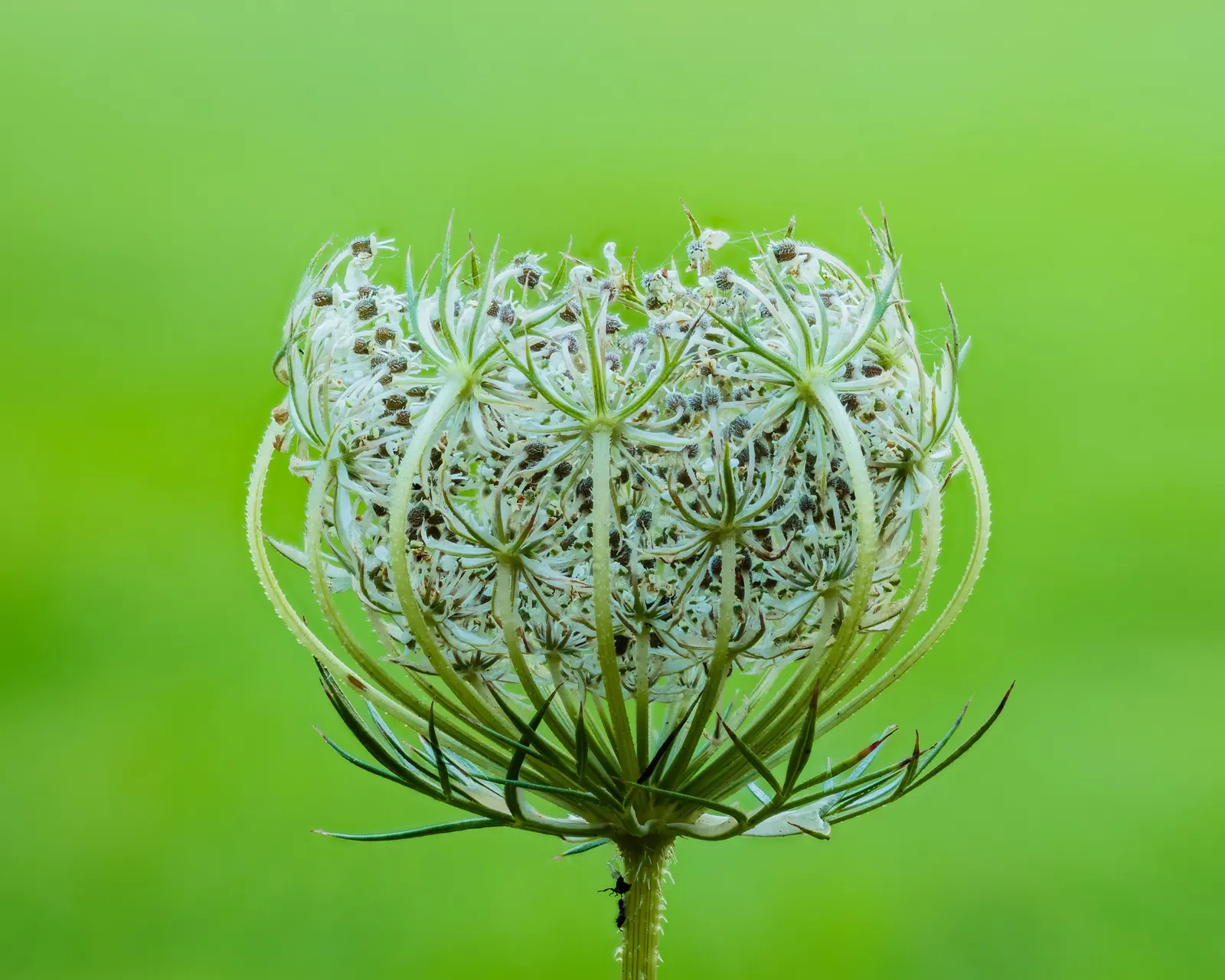 Carrot (Daucus Carota) — creating texture amidst other garden greens.<br><br>The taproots vary in size, image 68