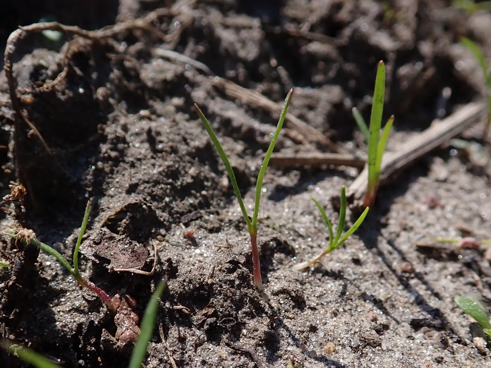 Carrot (Daucus Carota) — ideally with a pH between 6.0 and 6.8.<br><br>Carrots thrive in full sun; the feathery foliage reaches 12 inches high, image 128