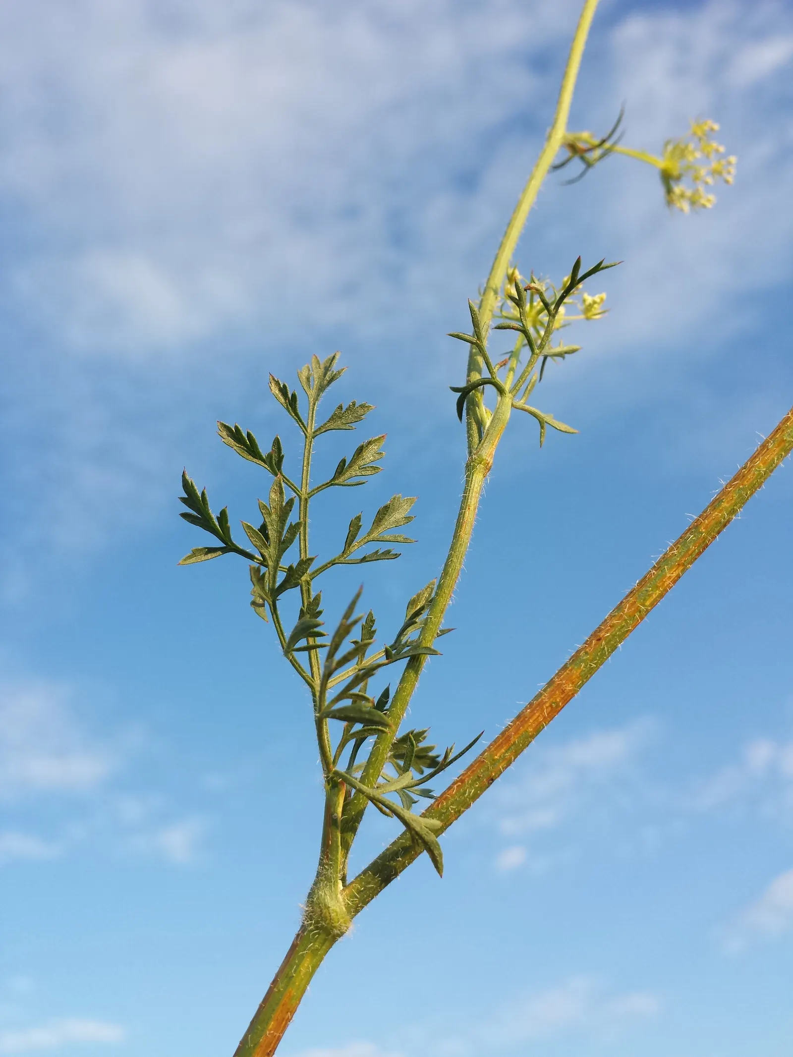 Carrot (Daucus Carota) — generally falling within 2 to 3 inches in diameter; requiring at least 6 to 8 hours of direct sunlight daily, image 96