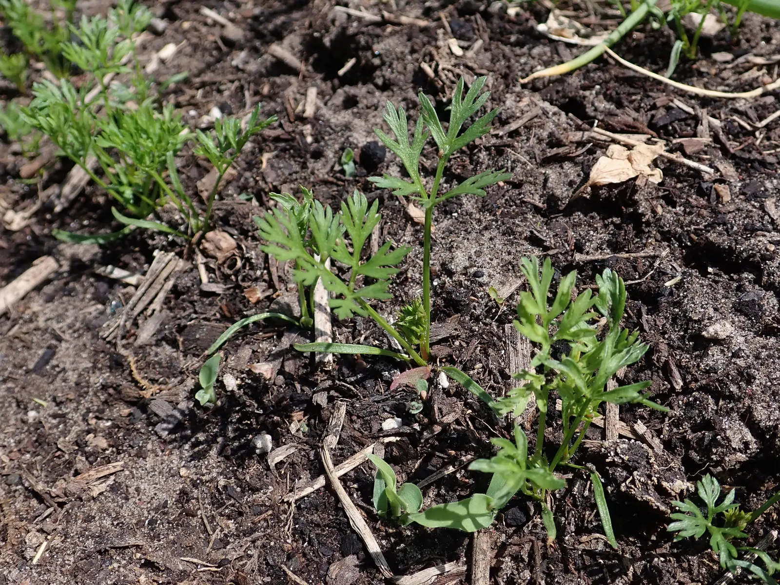 Carrot (Daucus Carota) — adding a spectrum of interest to any garden design; ideally with a pH between 6.0 and 6.8.<br><br>Carrots thrive in full, image 65