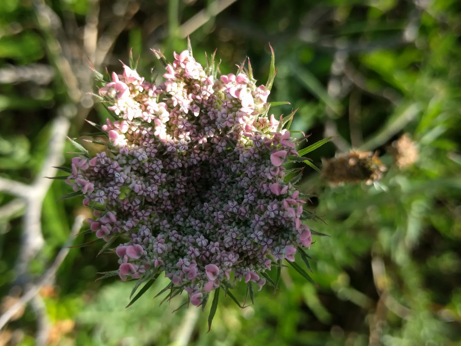 Carrot (Daucus Carota) — The feathery foliage reaches 12 inches high; adding a spectrum of interest to any garden design, image 83