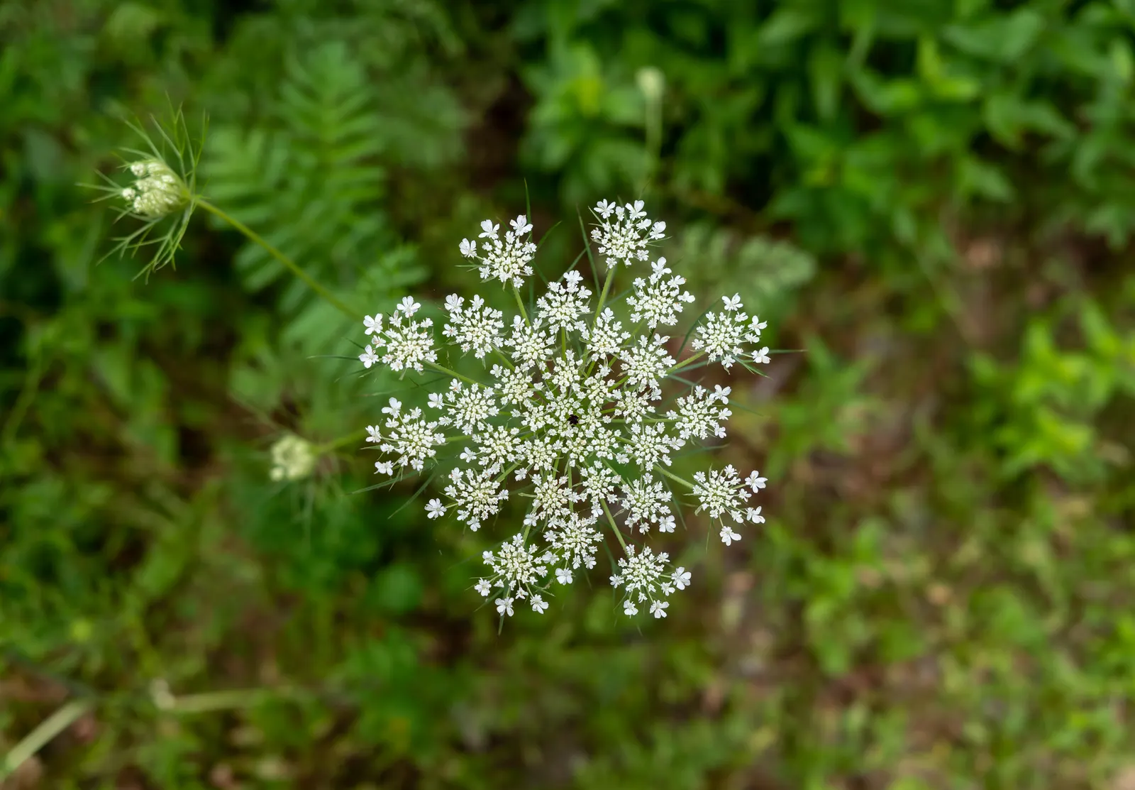 Carrot (Daucus Carota) — the foliage reaches heights of about 12 inches; vegetable for full, image 66