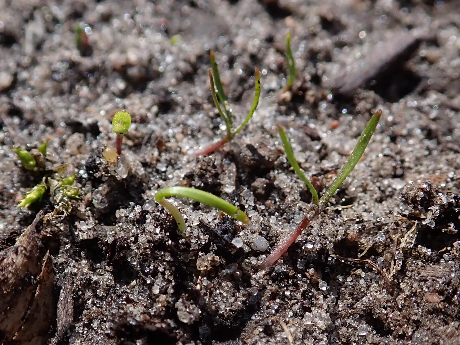 Carrot (Daucus Carota) — though cultivars also exhibit purple; feathery leaves emanating from a rosette, image 145