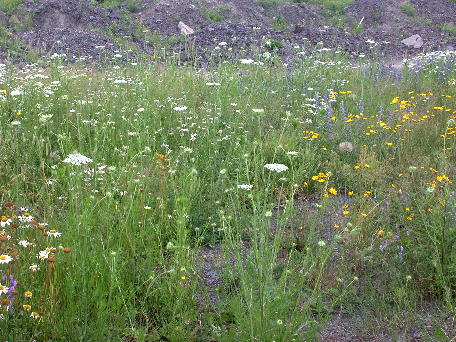 Carrot (Daucus Carota) — The feathery foliage reaches 12 inches high; adding a spectrum of interest to any garden design