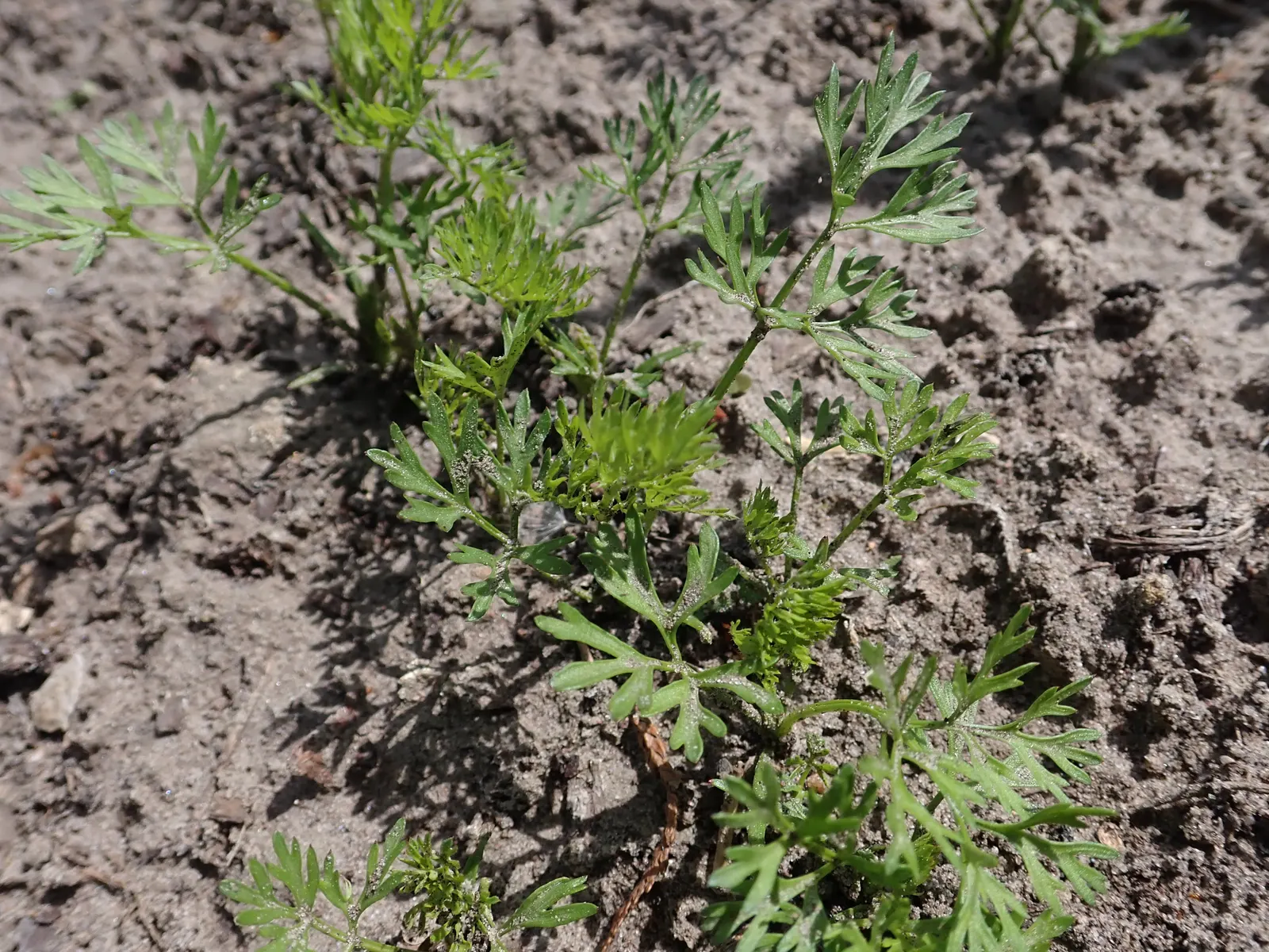 Carrot (Daucus Carota) — loose structure to accommodate their growth; but can tolerate partial shade, image 73