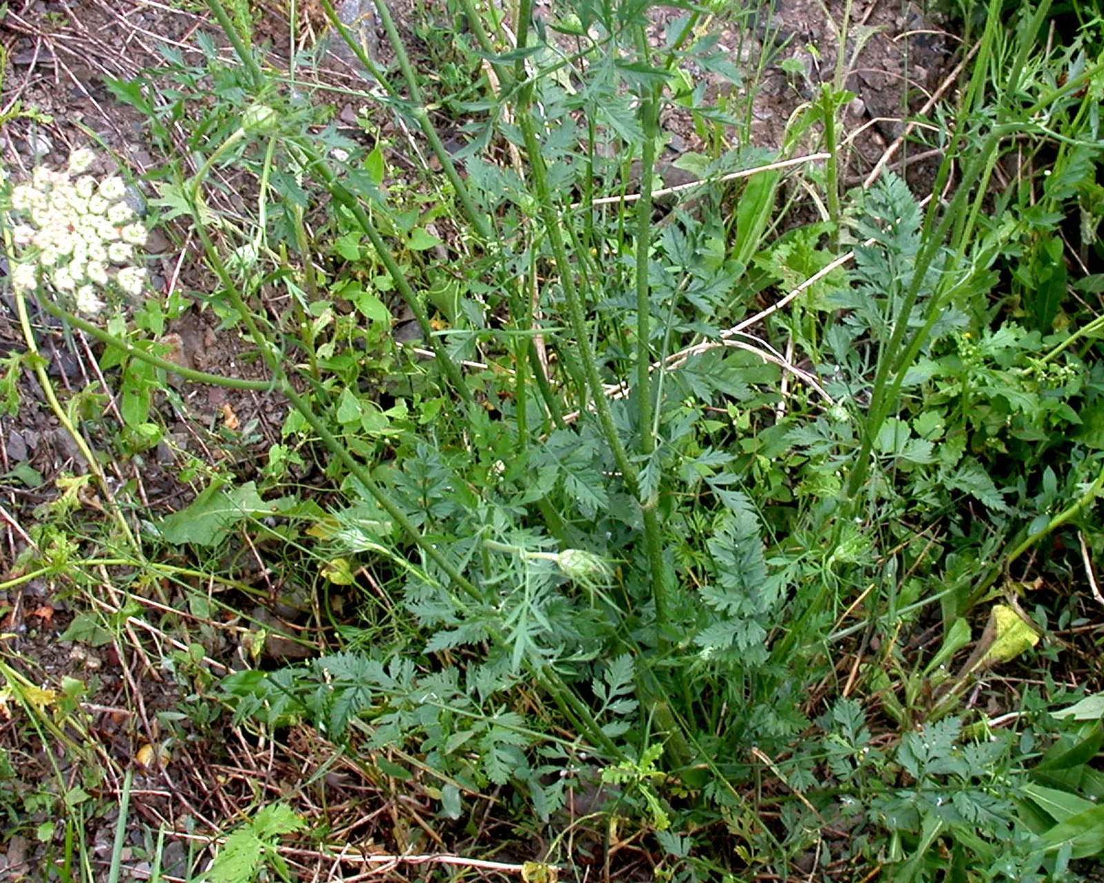 Carrot (Daucus Carota) — commonly known as the carrot; the foliage reaches heights of about 12 inches, image 141