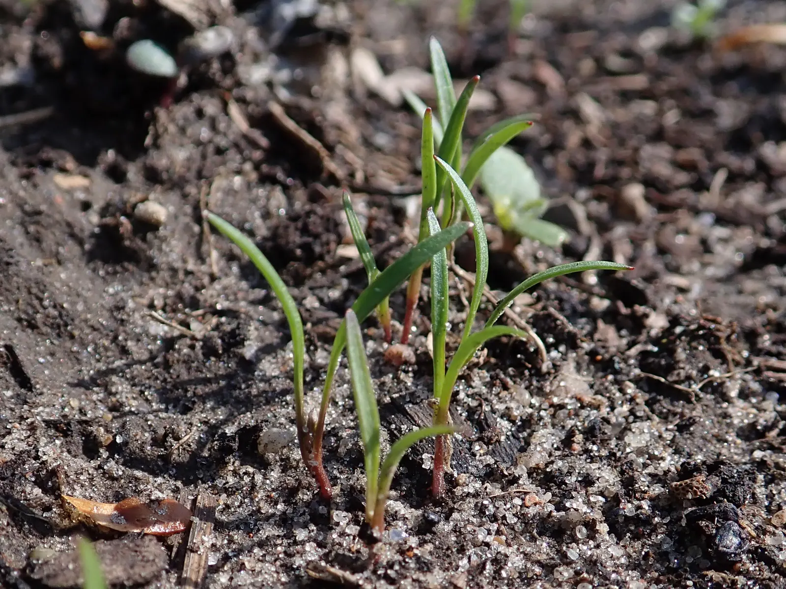 Carrot (Daucus Carota) — and can reach lengths of up to 12 to 14 inches; is a biennial plant commonly grown as an annual for its tapering orange, image 124