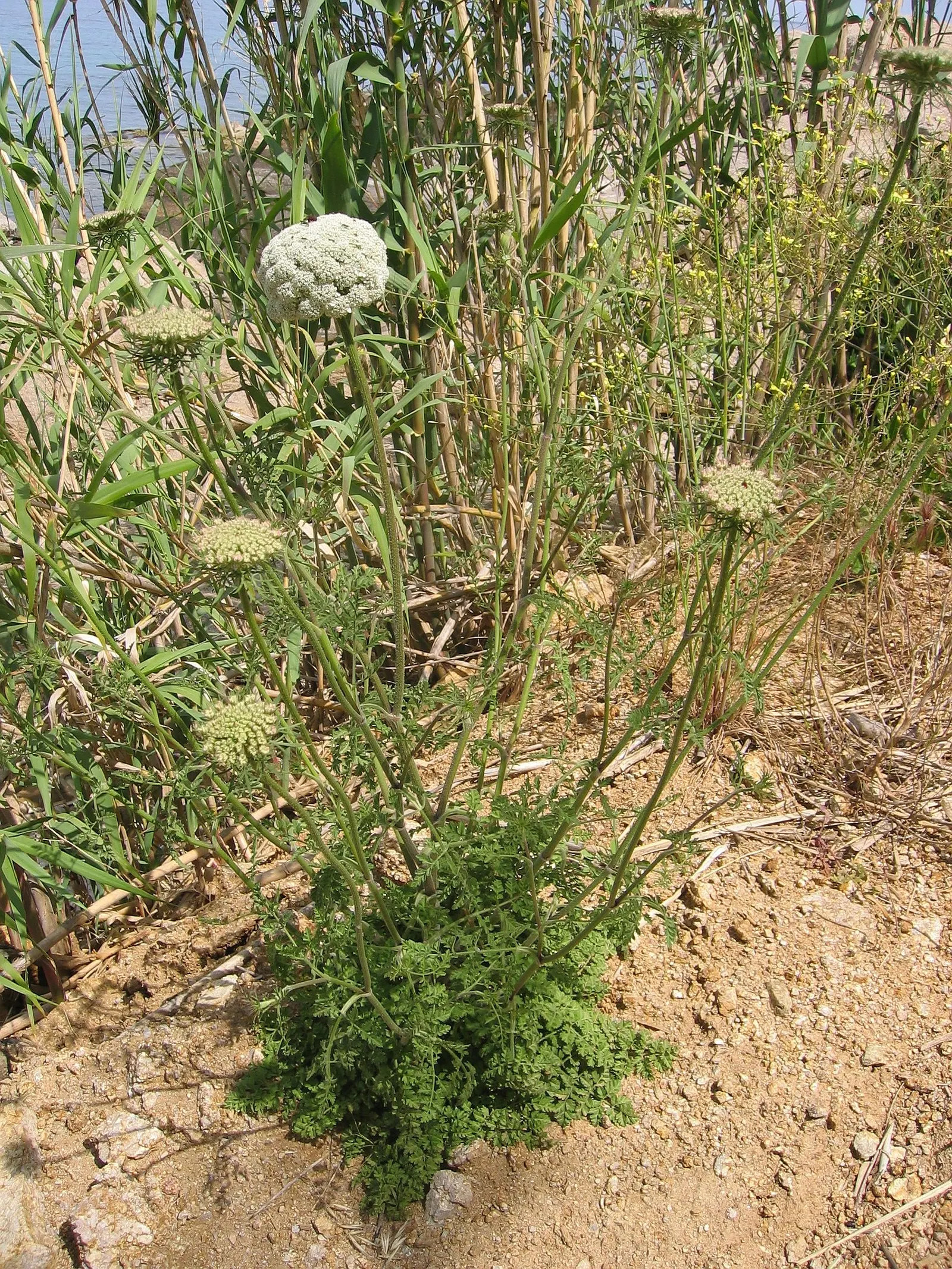 Carrot (Daucus Carota) — Carrots are famed for their vibrant orange color